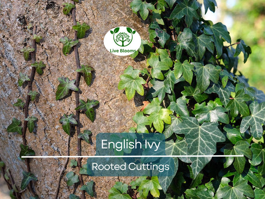 5 English Ivy Bare Root Live Plants 3" – Hedera helix for Ground Cover, Living Fence, Patio Greenery, Lawn & Garden Vines