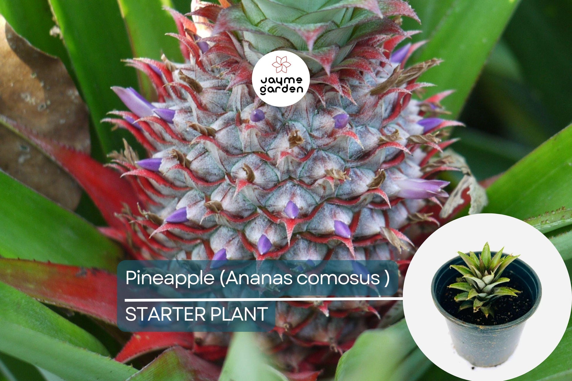 Pineapple Starter Plant (Ananas comosus) Sweet Tropical Fruit Live Plant 12”-24” | Easy Care & Juicy Homegrown Fruit
