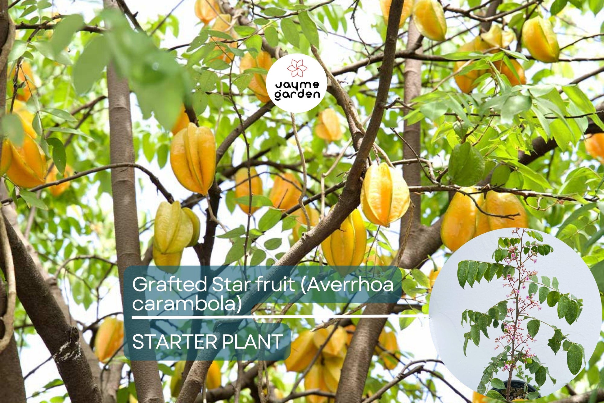 Grafted Star Fruit Tree Live Fruit Tree 24"-36" | Tropical Averrhoa carambola | Star-Shaped Fruit, Fast Growing, Easy Care