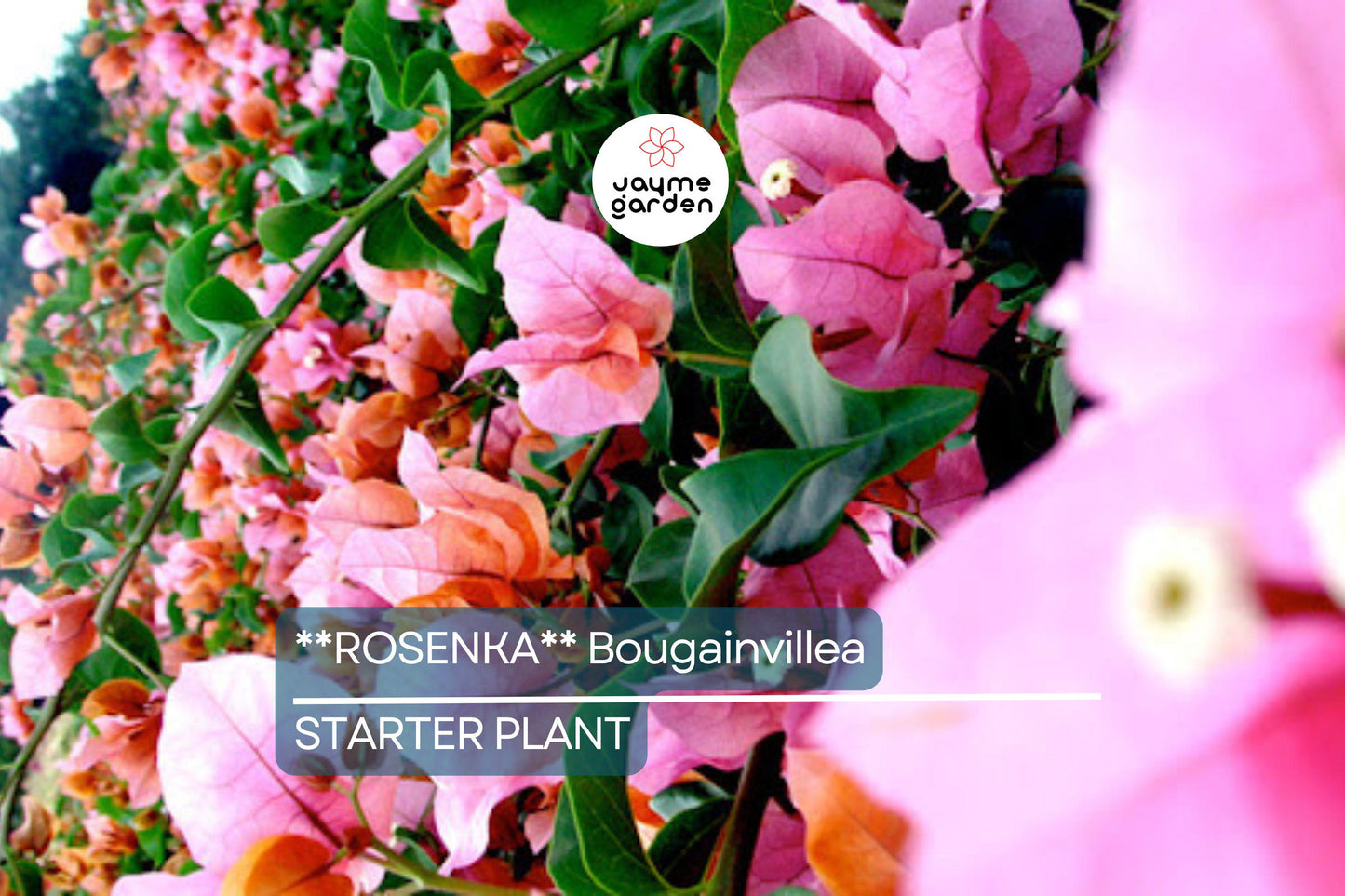 Rosenka Bougainvillea Starter Plant | Rare Well-Rooted Plug | Colorful Live Evergreen | Tropical Vine for USDA Zones 9+