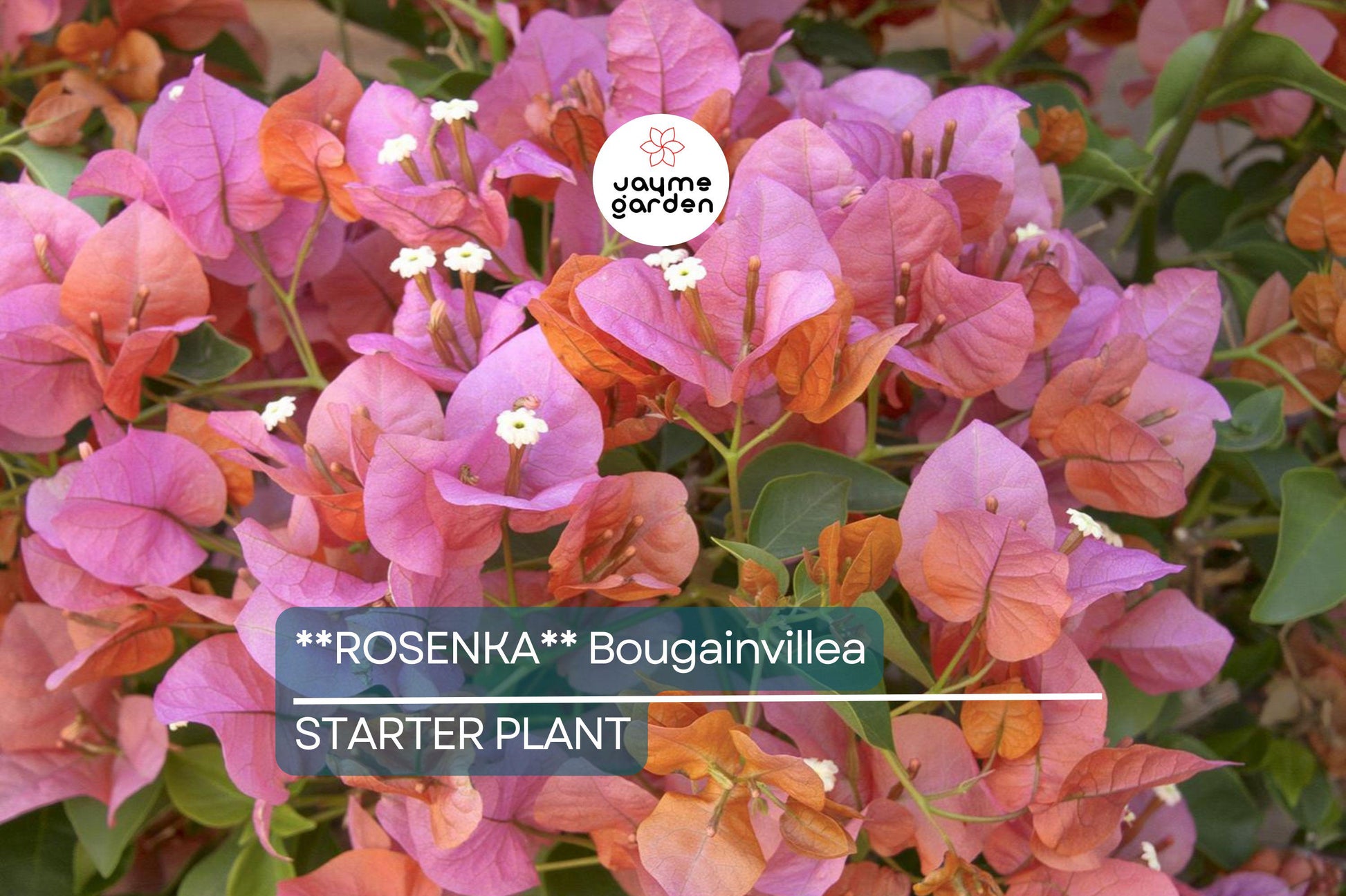 Rosenka Bougainvillea Starter Plant | Rare Well-Rooted Plug | Colorful Live Evergreen | Tropical Vine for USDA Zones 9+