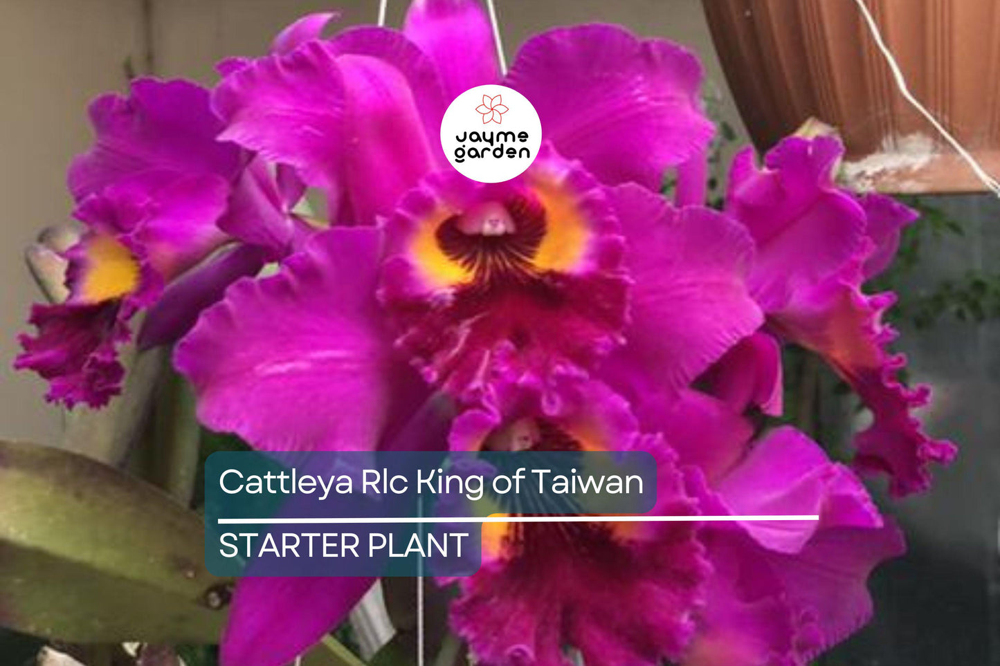 Cattleya Rlc King of Taiwan Orchid Small Seedling | Purple Blooms | Live Starter Plant | Tropical Potted for Indoor & Outdoor
