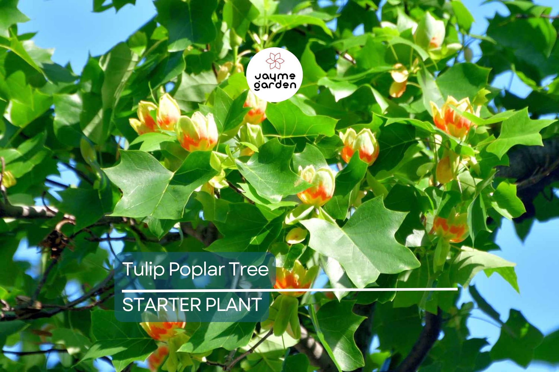 Tulip Poplar Tree Seedling for Planting | Live Liriodendron Tulipifera | Tallest Eastern Hardwood |