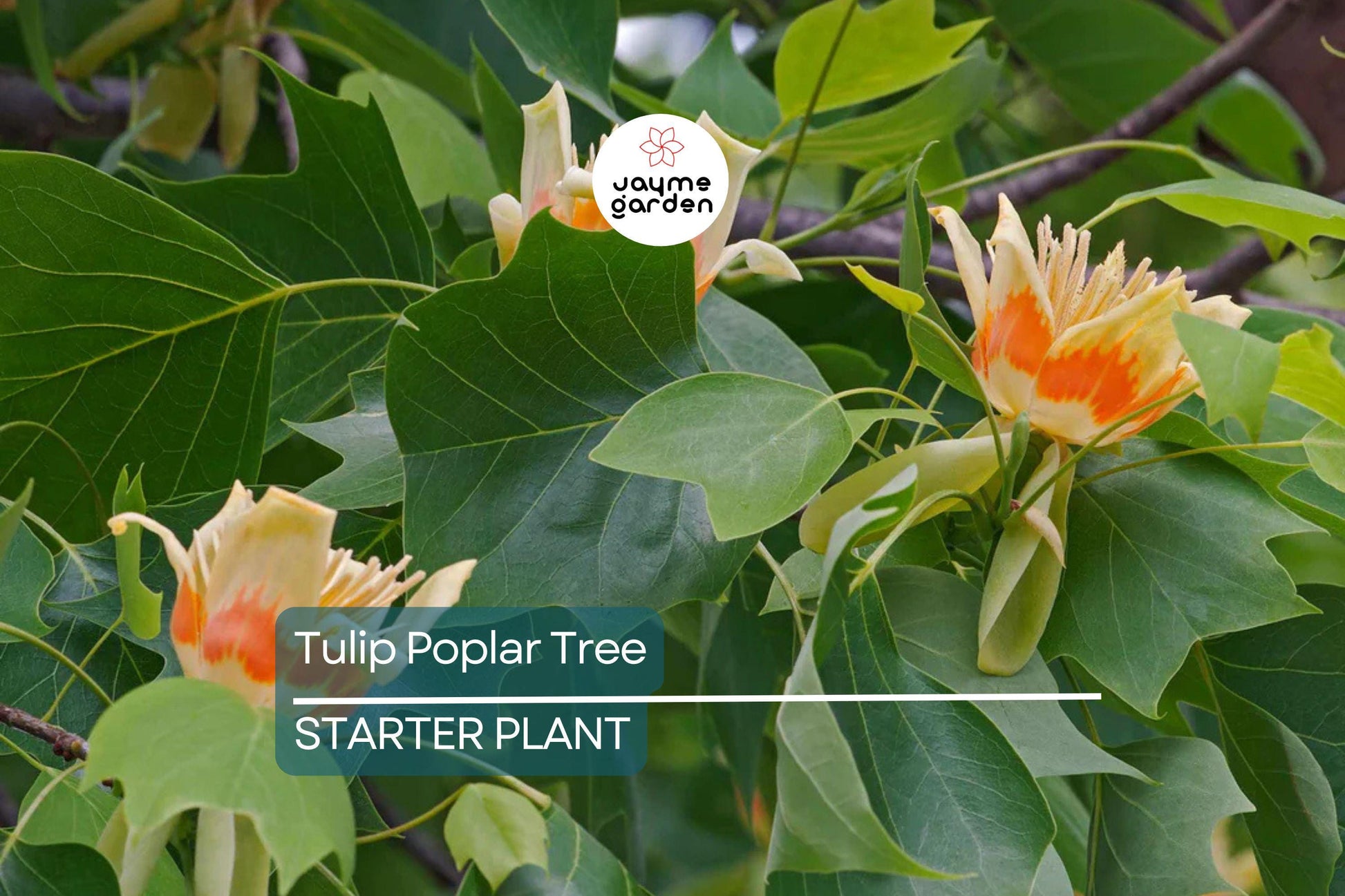 Tulip Poplar Tree Seedling for Planting | Live Liriodendron Tulipifera | Tallest Eastern Hardwood |