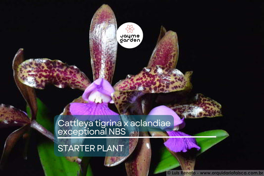 Cattleya Tigrina x Aclandiae NBS Seedling | Compact Orchid Hybrid with Spotted Fragrant Blooms | 3" Pot | Rare Collectors' Plant