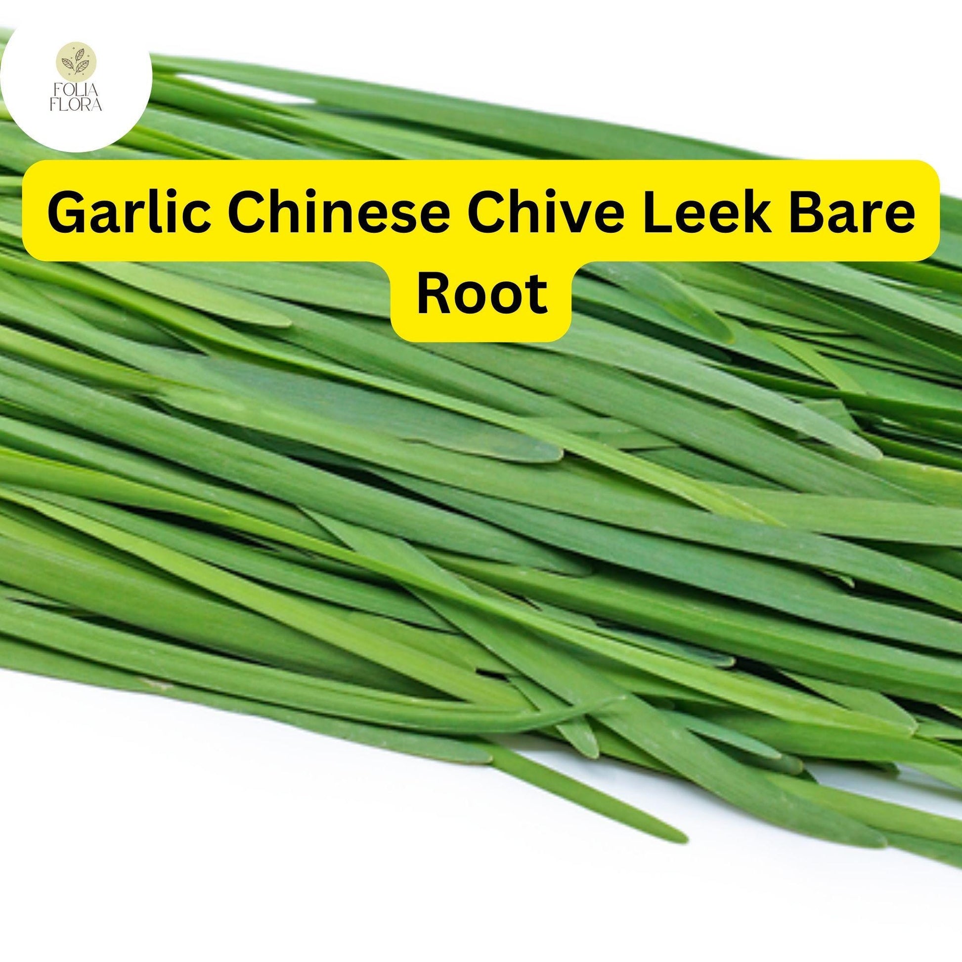 30 Bare Roots Live Plants Fresh Garlic Chives Chinese Leeks (Allium tuberosum)