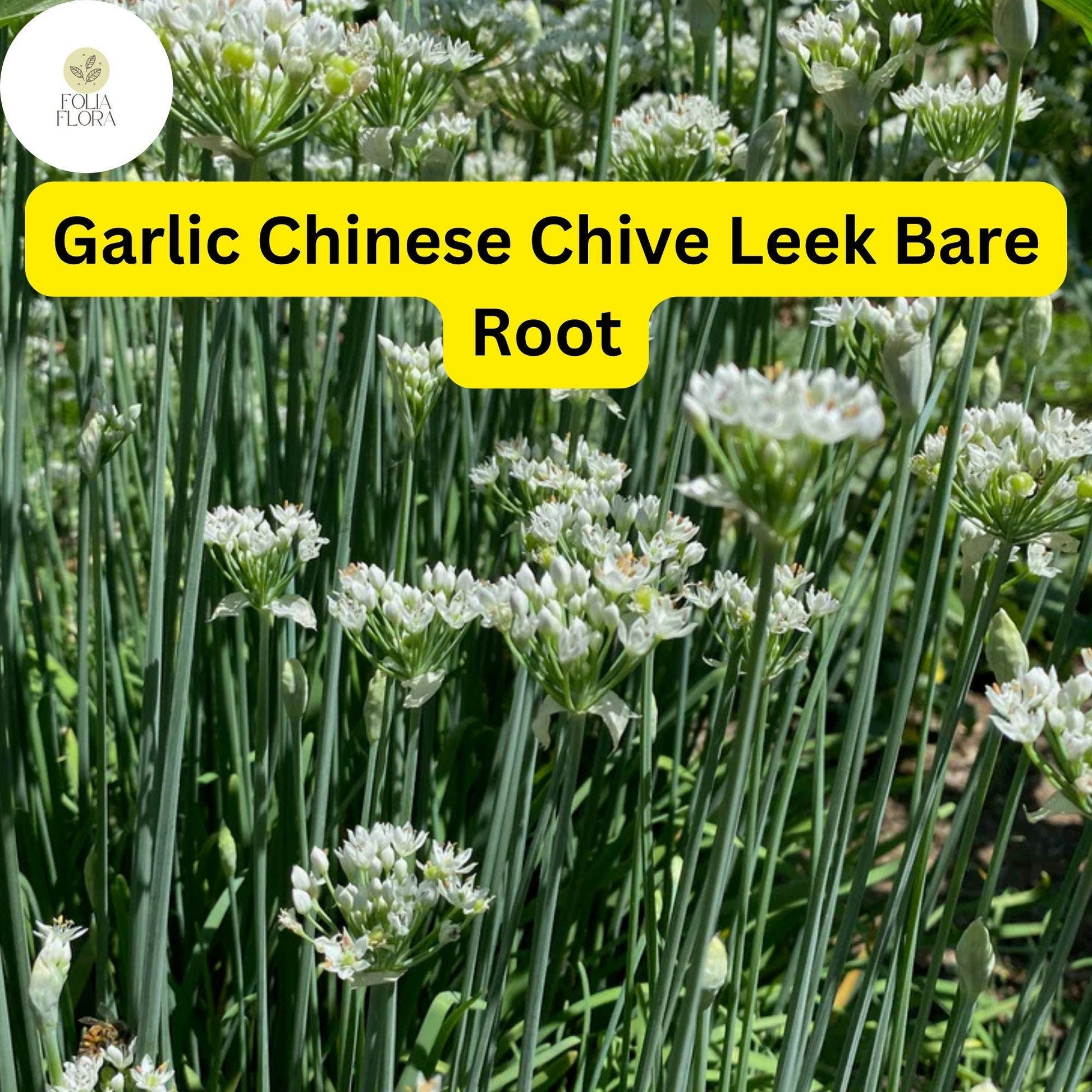 30 Bare Roots Live Plants Fresh Garlic Chives Chinese Leeks (Allium tuberosum)