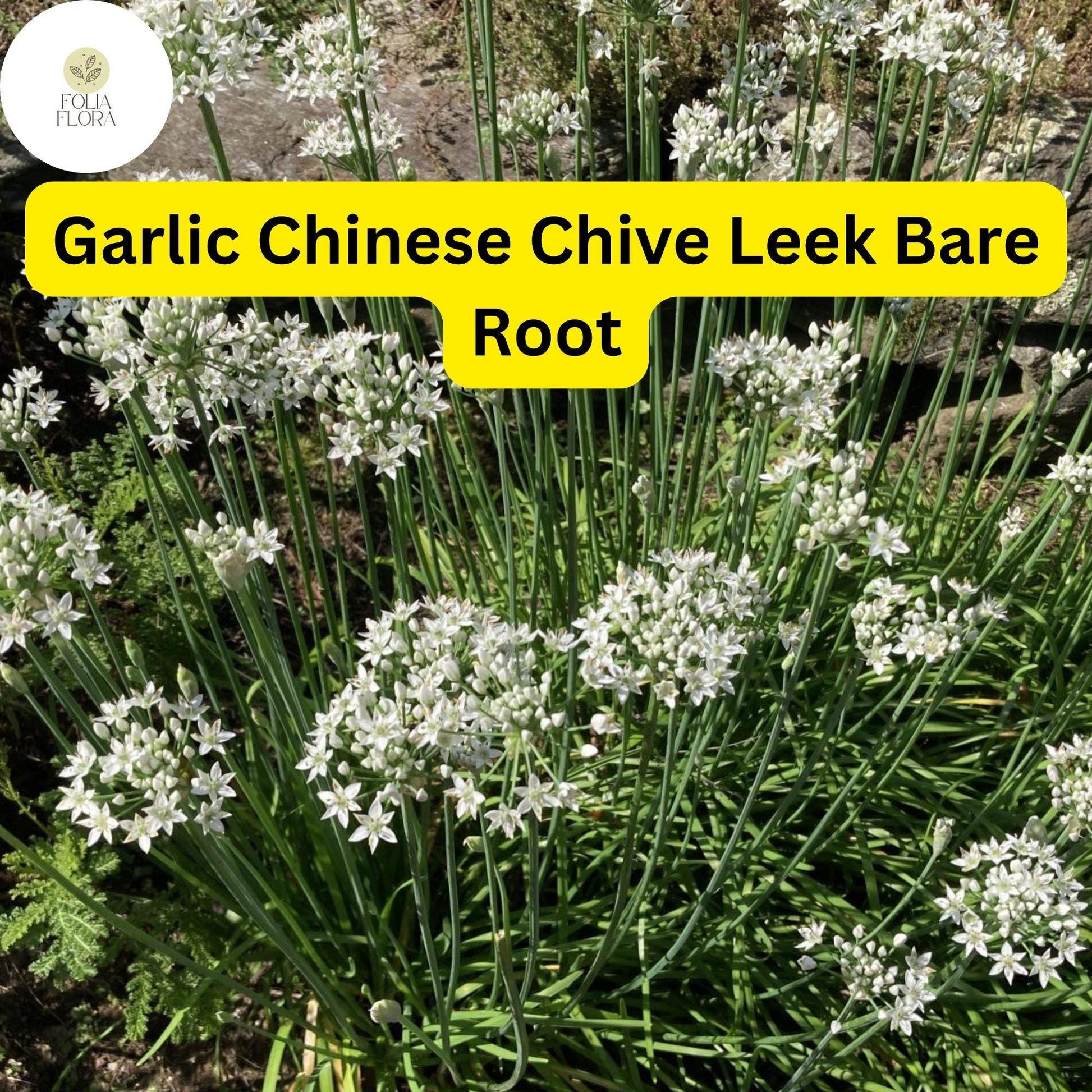 30 Bare Roots Live Plants Fresh Garlic Chives Chinese Leeks (Allium tuberosum)