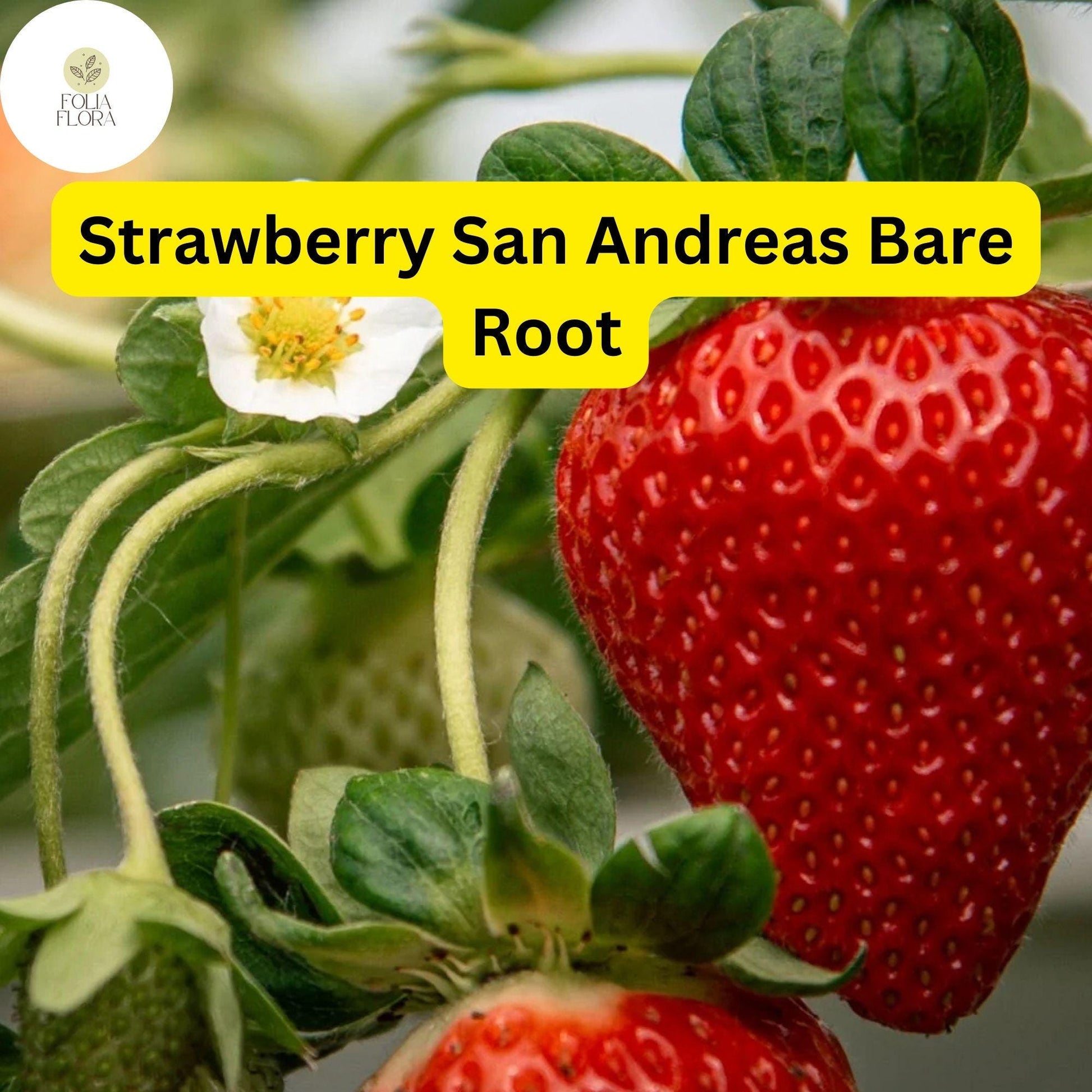 12 Bare Root Everbearing Strawberry Plants "San Andreas" for Zones 4-9