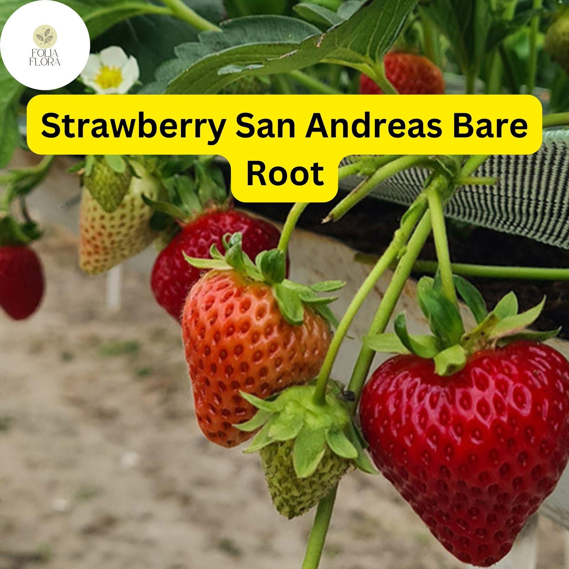12 Bare Root Everbearing Strawberry Plants "San Andreas" for Zones 4-9