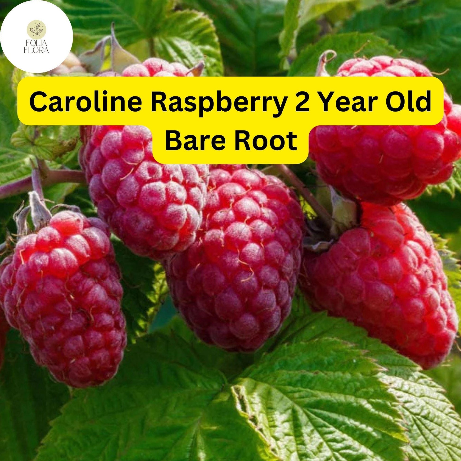 Caroline Raspberry Plants - 2-Year-Old Bare Root Canes, Large Sweet Berries
