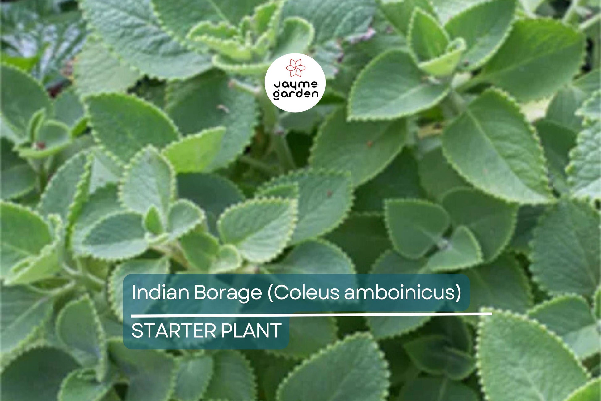 Indian Borage Live Tropical Herb 1'-2' Tall | Aromatic Succulent-Like Plant for Indoors or Gardens | Culinary & Medicinal Uses