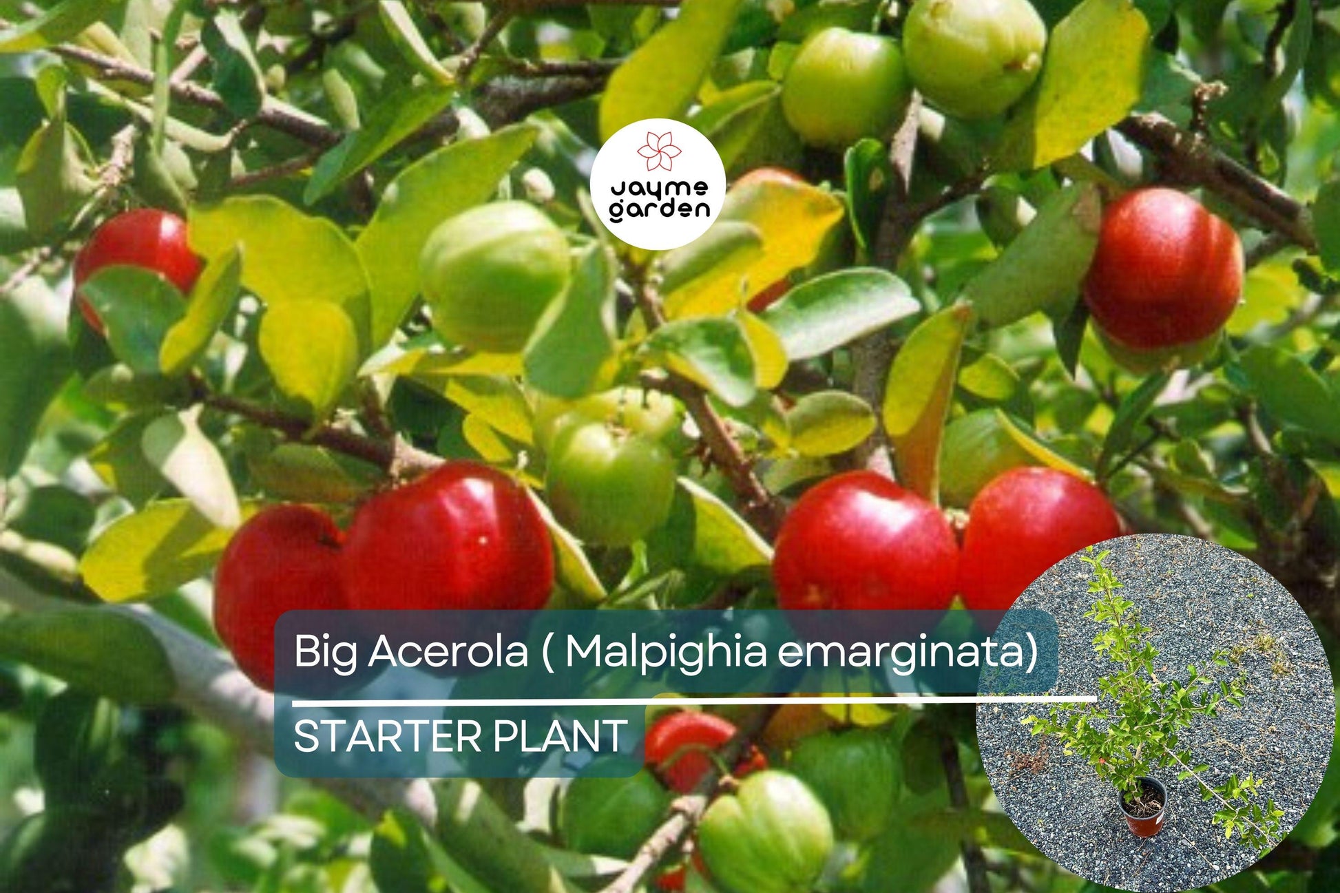 Big Acerola Tree 12″-24″ Live Tropical Fruit Tree | Vitamin C-Rich Barbados Cherry Plant | Compact & Elegant for Gardens or Pots