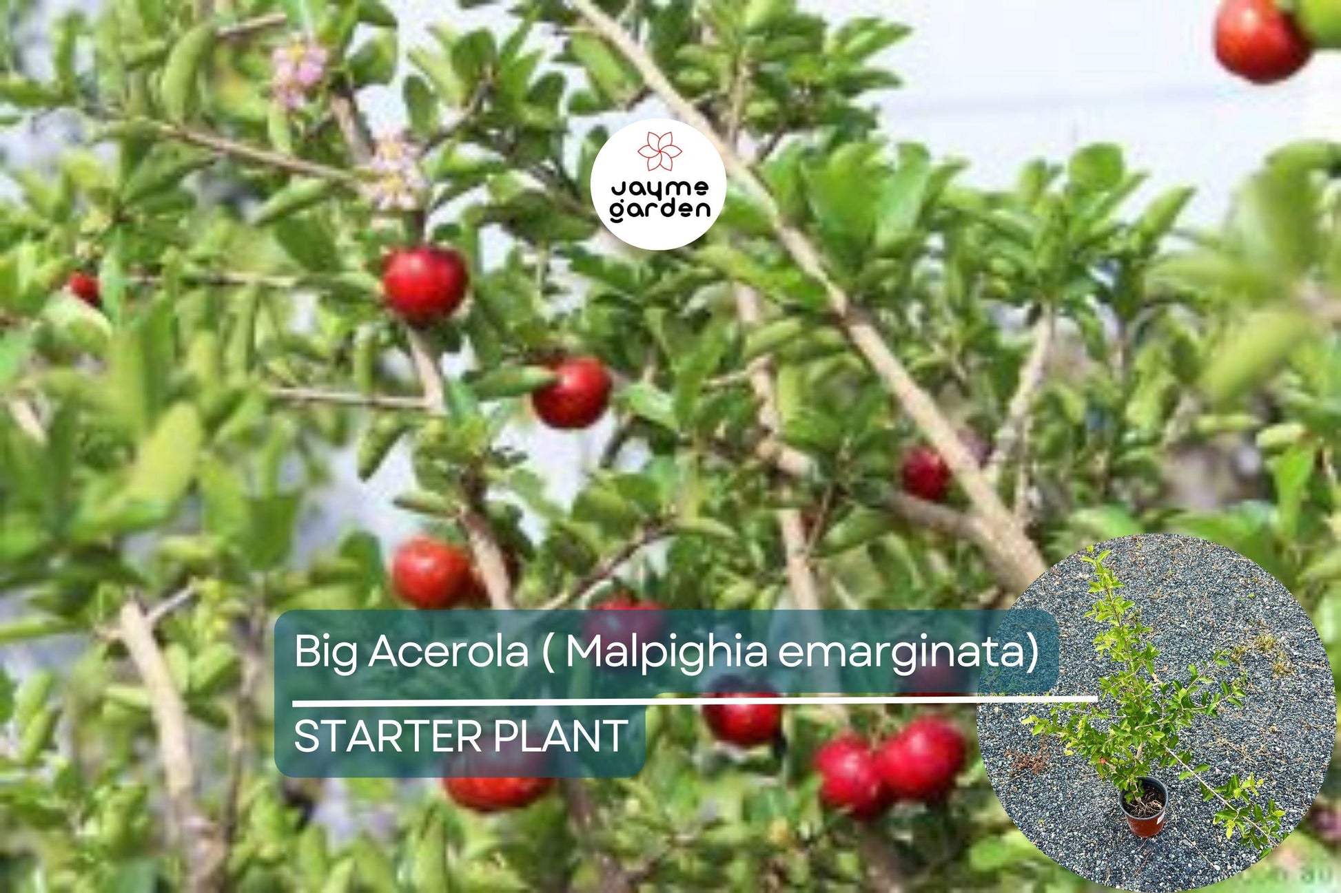 Big Acerola Tree 12″-24″ Live Tropical Fruit Tree | Vitamin C-Rich Barbados Cherry Plant | Compact & Elegant for Gardens or Pots