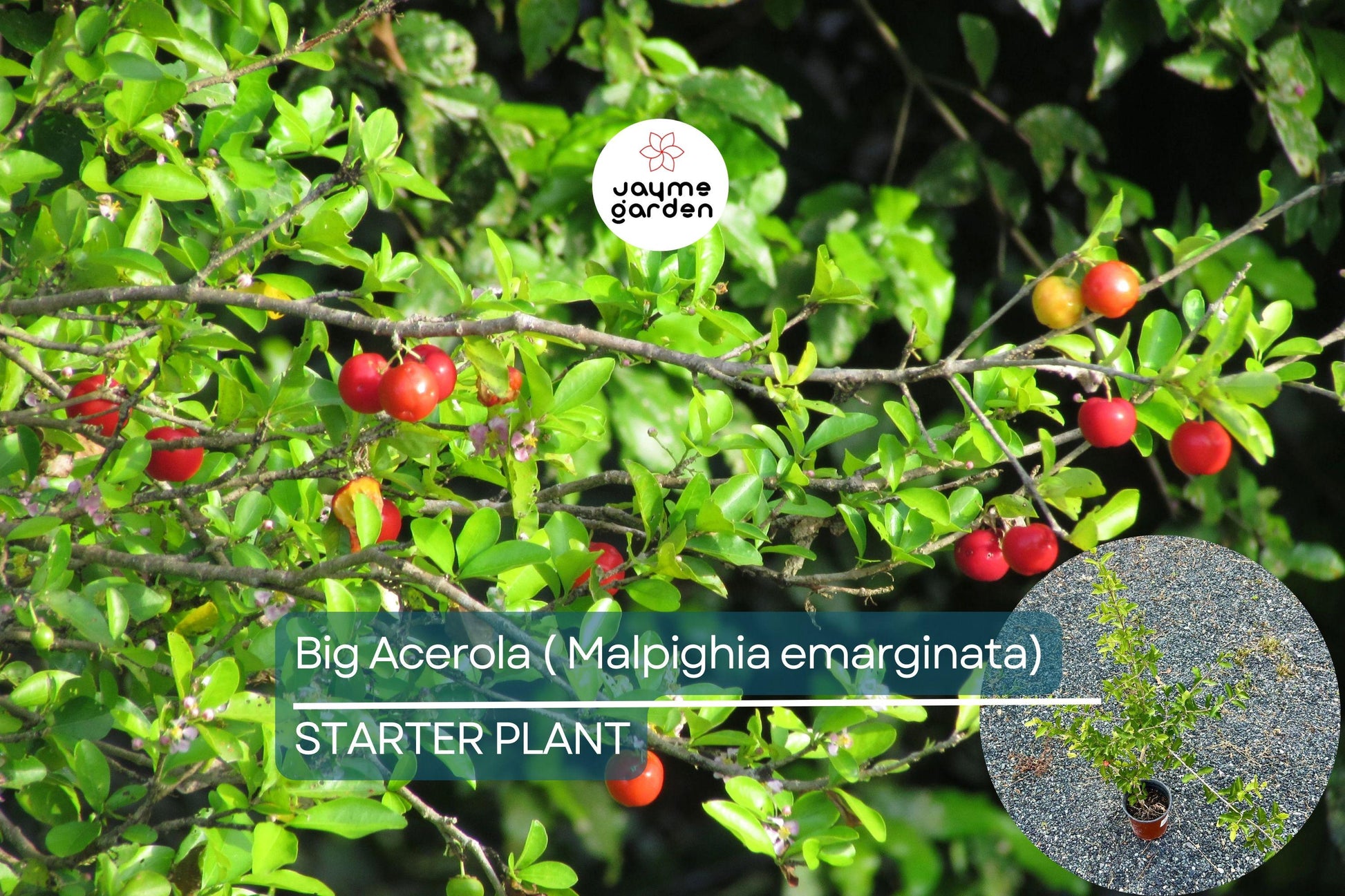 Big Acerola Tree 12″-24″ Live Tropical Fruit Tree | Vitamin C-Rich Barbados Cherry Plant | Compact & Elegant for Gardens or Pots