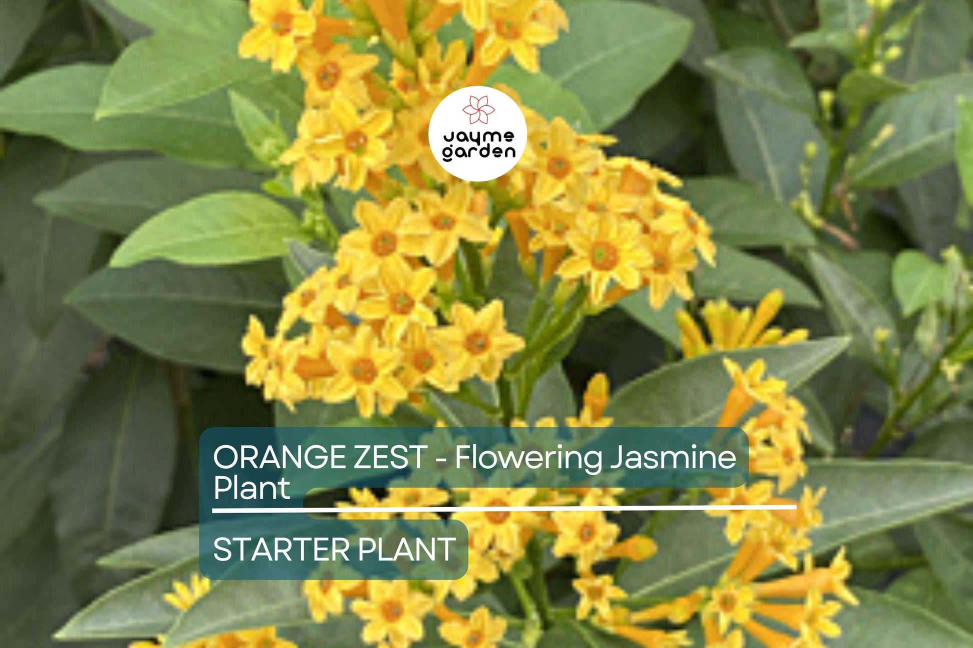 Orange Zest Jasmine (Cestrum aurantiacum) | Live Flowering Shrub | Attracts Butterflies | Hardy Zones 7-8 | 5 Ft Tall