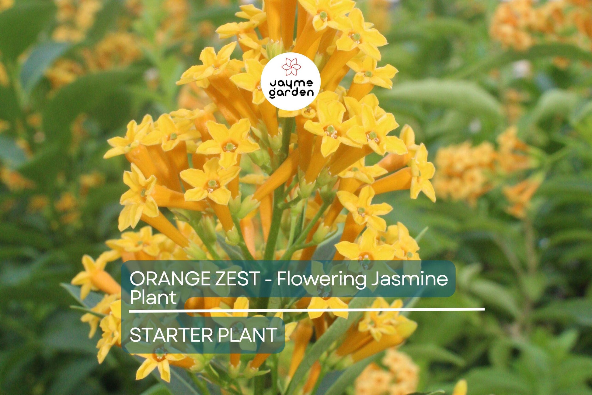 Orange Zest Jasmine (Cestrum aurantiacum) | Live Flowering Shrub | Attracts Butterflies | Hardy Zones 7-8 | 5 Ft Tall