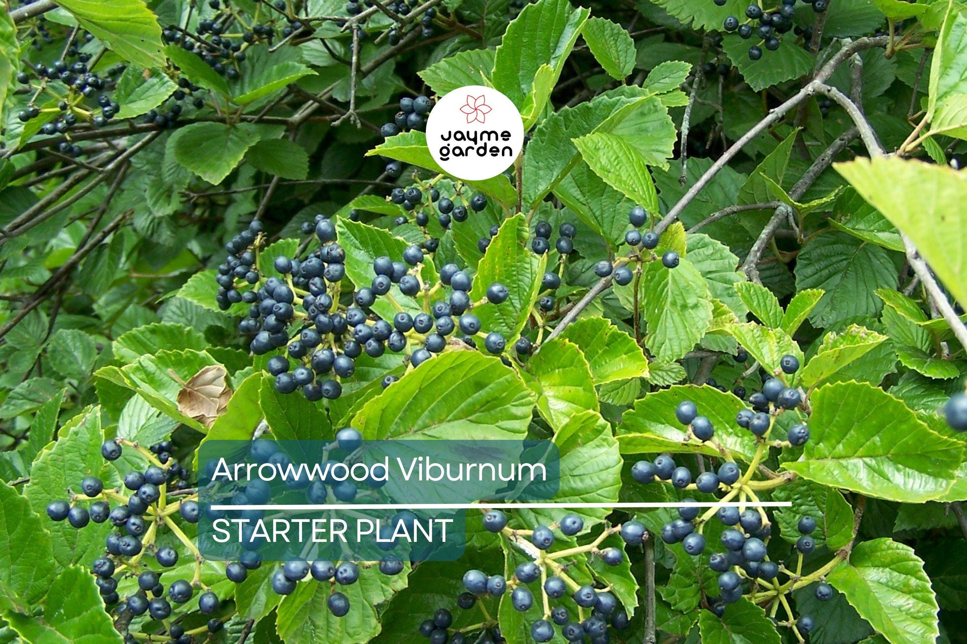 Arrowwood Viburnum Bush | Live Bare Root Plant | Fast-Growing Wildlife Habitat with White Flowers & Edible Blue-Black Fruits