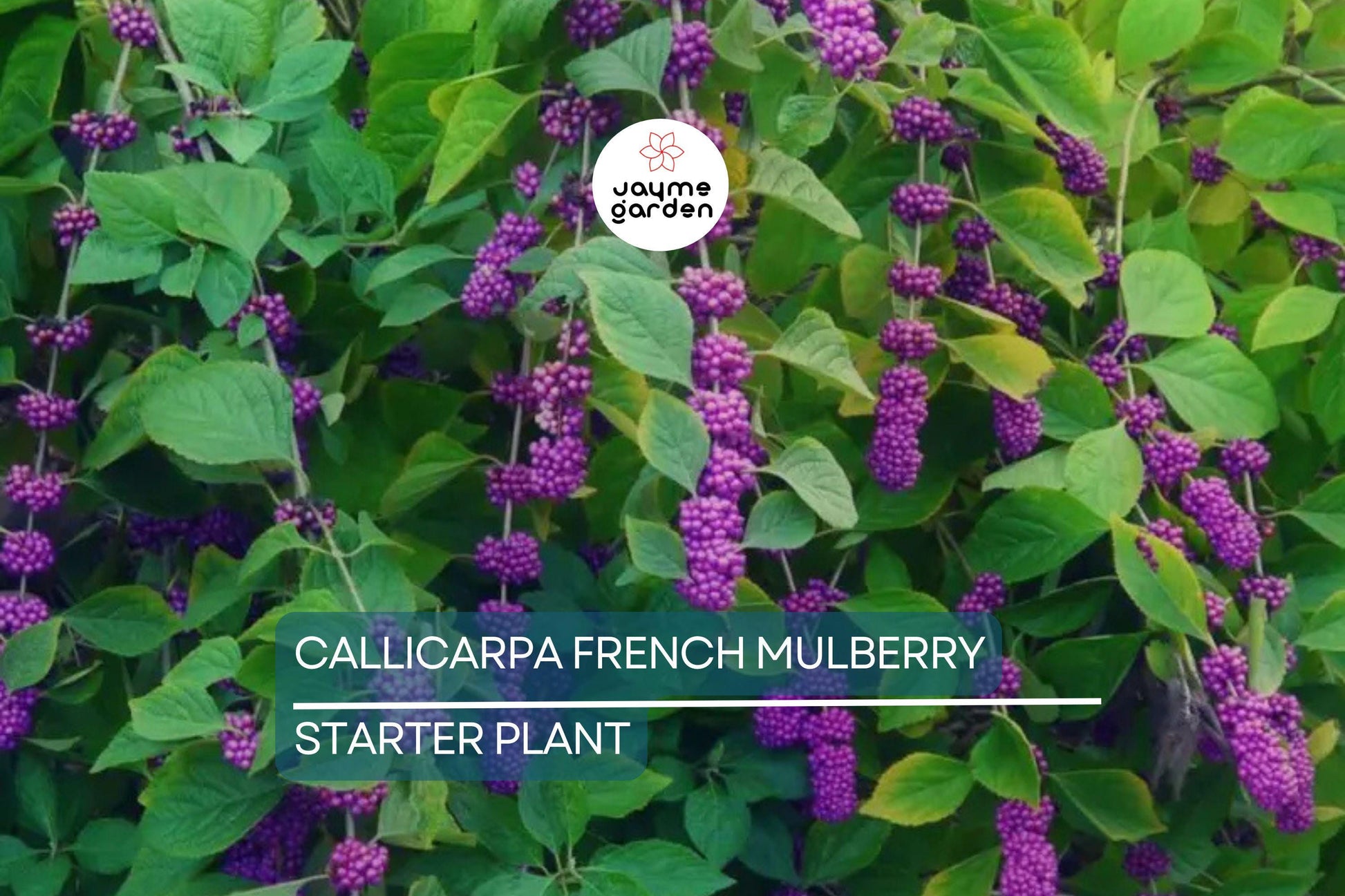 Live Purple American Beautyberry (Callicarpa) Bush | 1-2 ft Starter Plant | Edible Berries, Wildlife Attractant, Drought-Tolerant