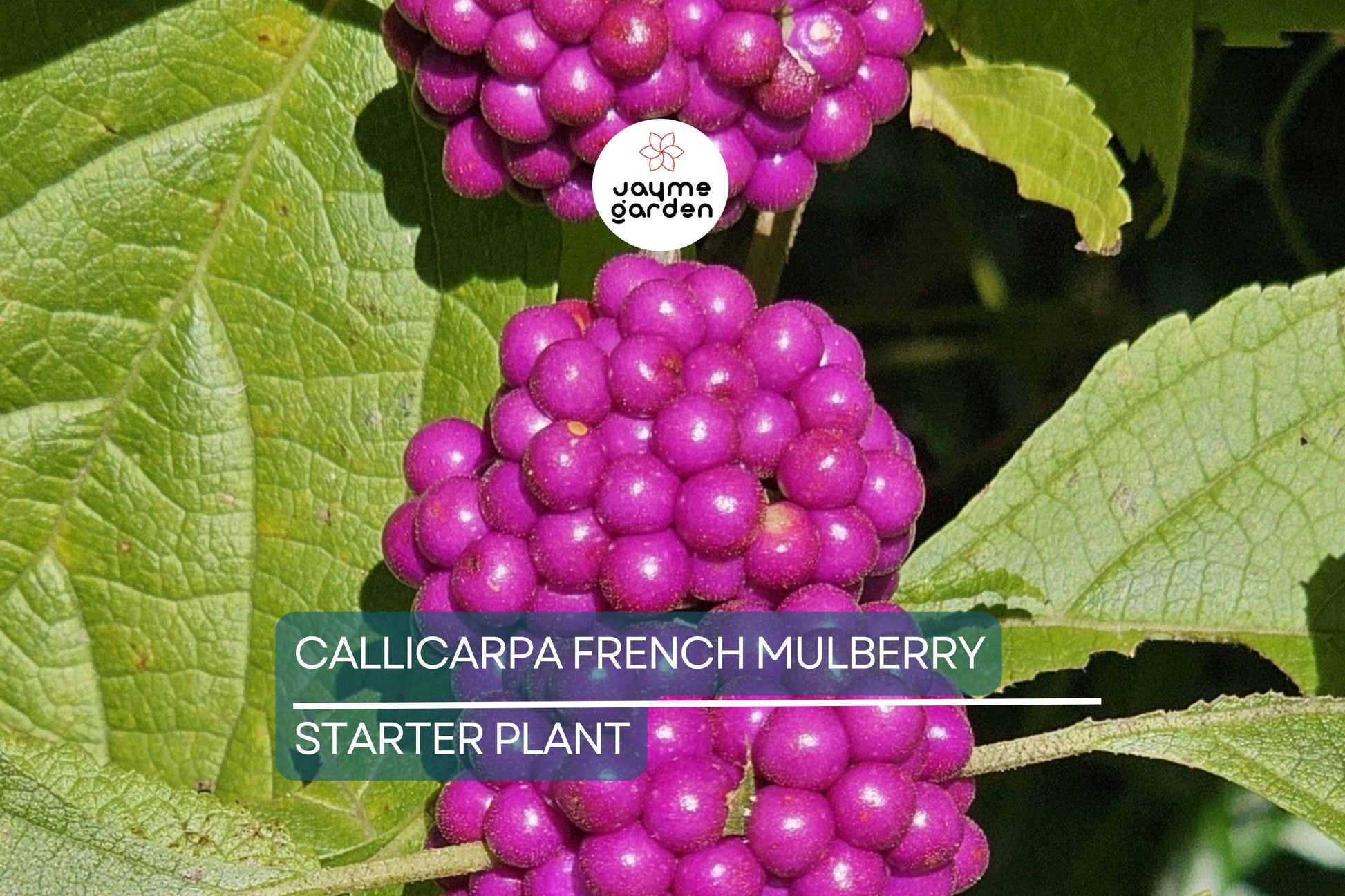 Live Purple American Beautyberry (Callicarpa) Bush | 1-2 ft Starter Plant | Edible Berries, Wildlife Attractant, Drought-Tolerant