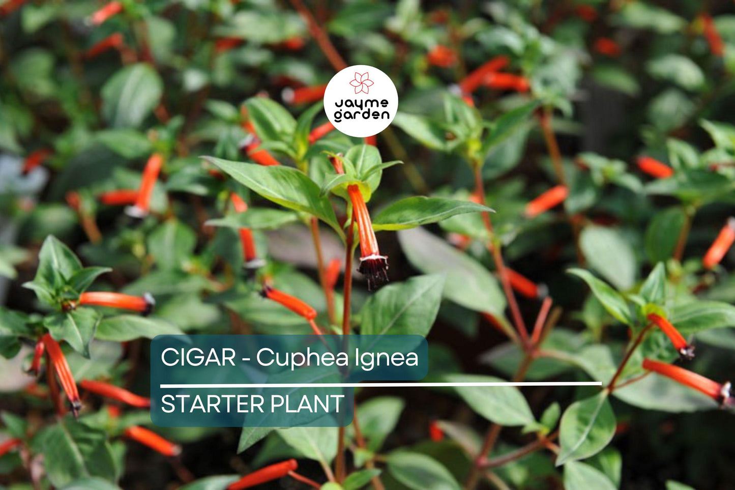 Cigar Plant (Cuphea Ignea) Starter Plant | Hummingbird & Butterfly Magnet | Live Seedling Grown in the USA
