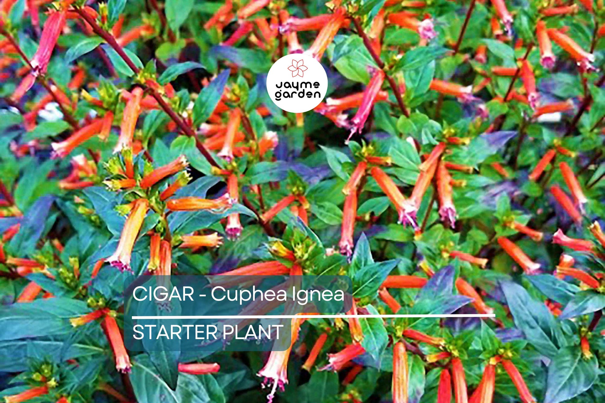 Cigar Plant (Cuphea Ignea) Starter Plant | Hummingbird & Butterfly Magnet | Live Seedling Grown in the USA