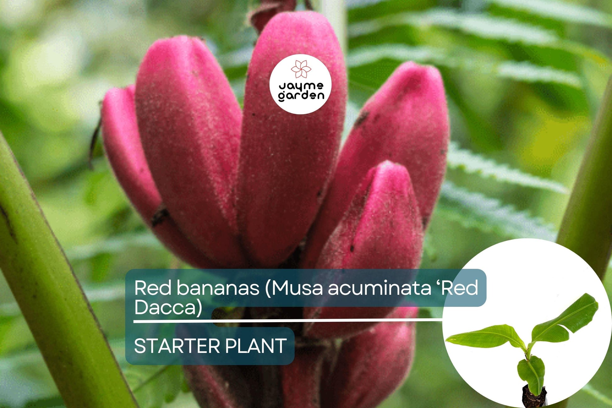 Red Banana Tree (Musa acuminata ‘Red Dacca’) Live Fruit Plant 10”-20” Tall | Exotic Sweet Tropical Bananas