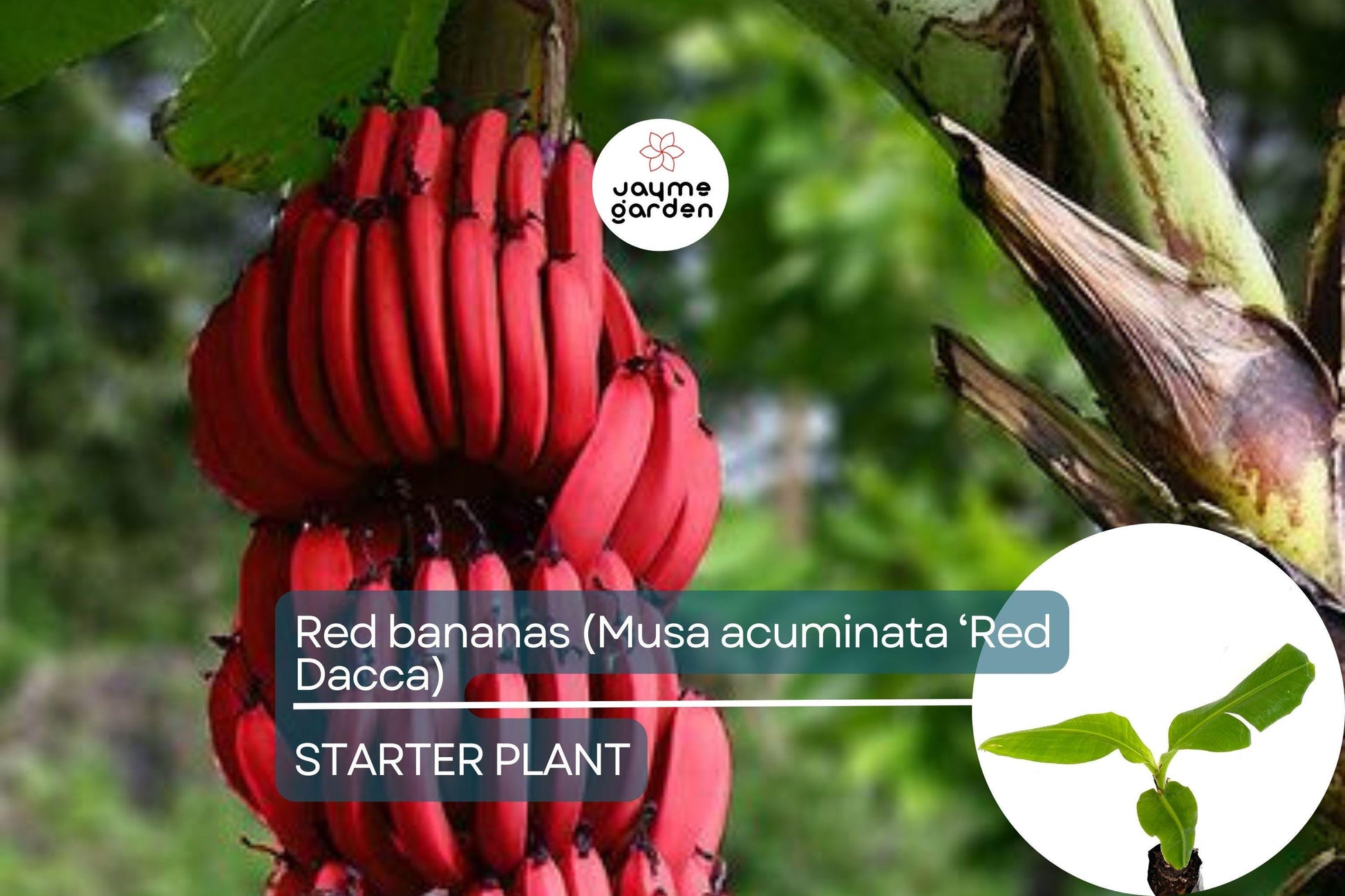 Red Banana Tree (Musa acuminata ‘Red Dacca’) Live Fruit Plant 10”-20” Tall | Exotic Sweet Tropical Bananas