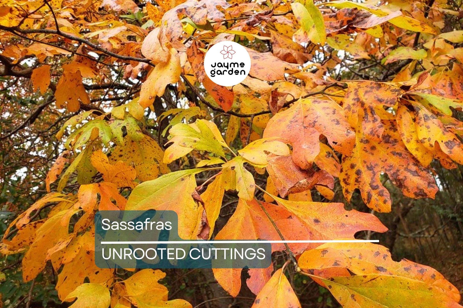 8 Sassafras Cuttings | Grow Your Own Tree | Fast Delivery, Easy Rooting, Beautiful Fall Colors