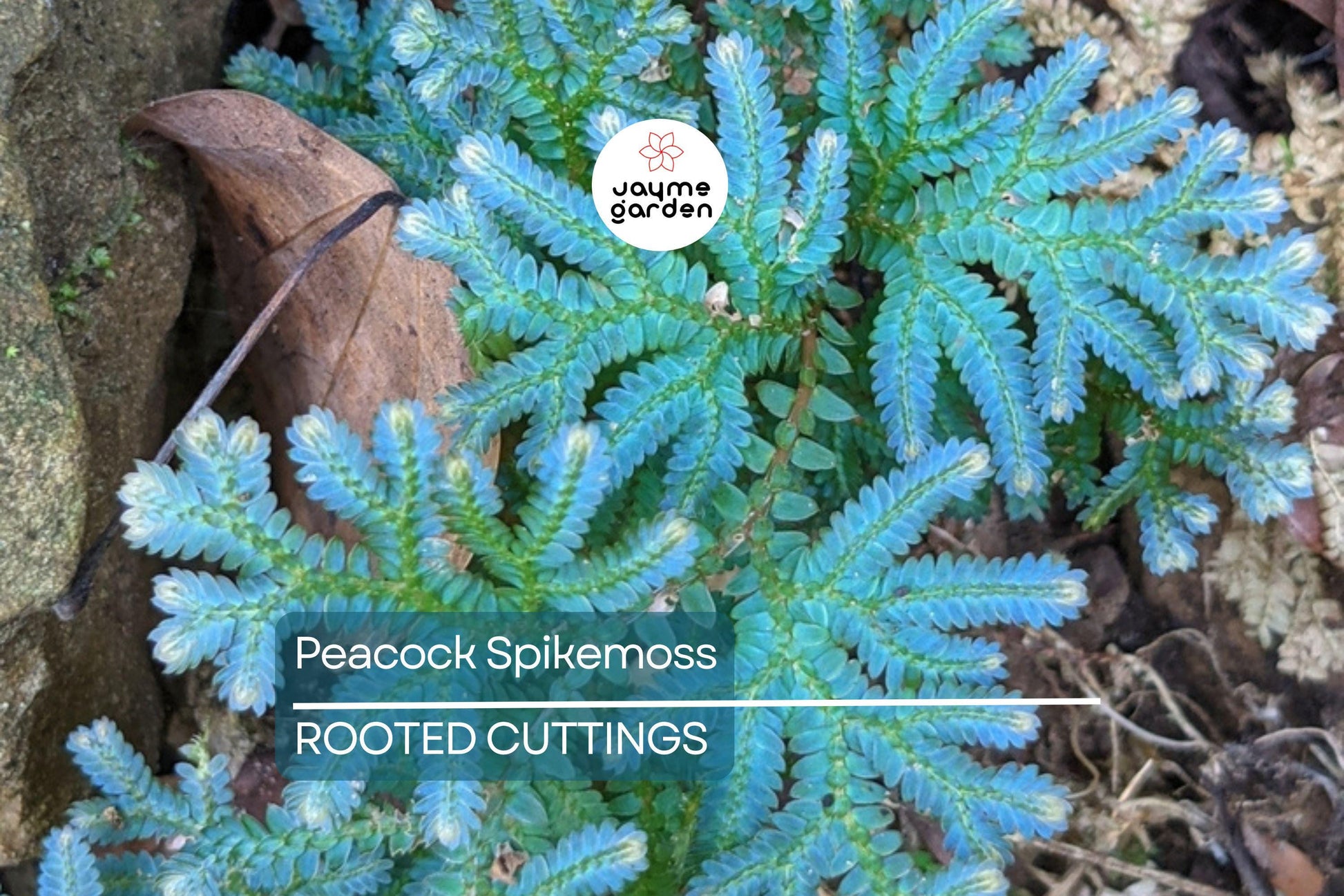 Peacock Spikemoss Rainbow Fern Cutting - Selaginella Uncinata for Terrariums, 5” Portion with Roots