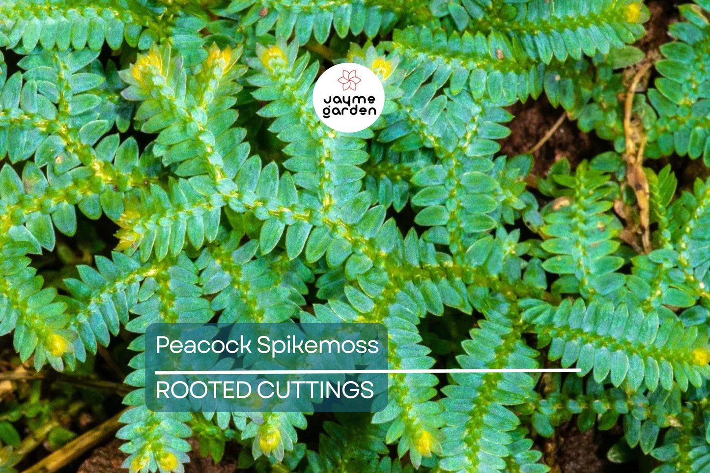 Peacock Spikemoss Rainbow Fern Cutting - Selaginella Uncinata for Terrariums, 5” Portion with Roots