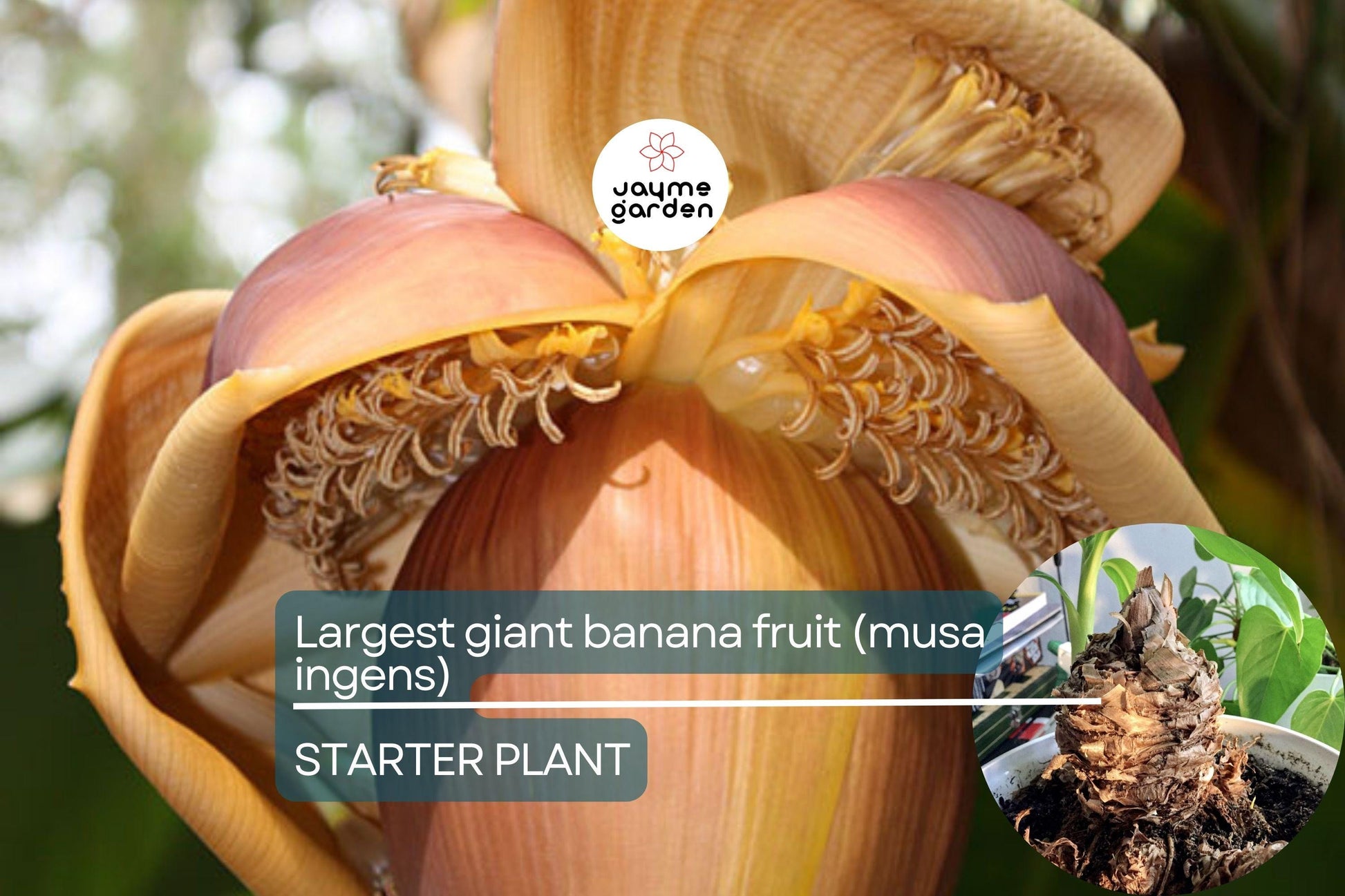 Largest Giant Banana Seedlings (Musa ingens) Live Fruit Starter Plant – Towering Tropical Wonder