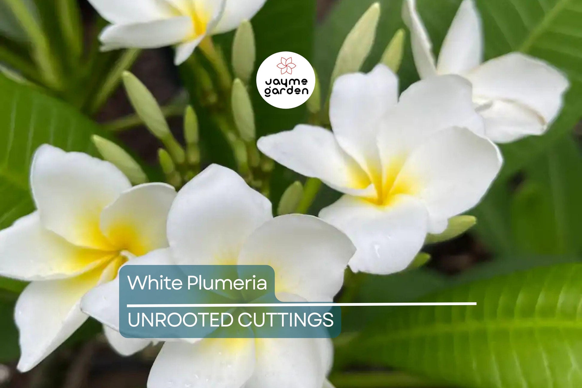 White Plumeria Tree Cutting 6-8" - Fresh Hawaiian Frangipani Plant for Garden & Home