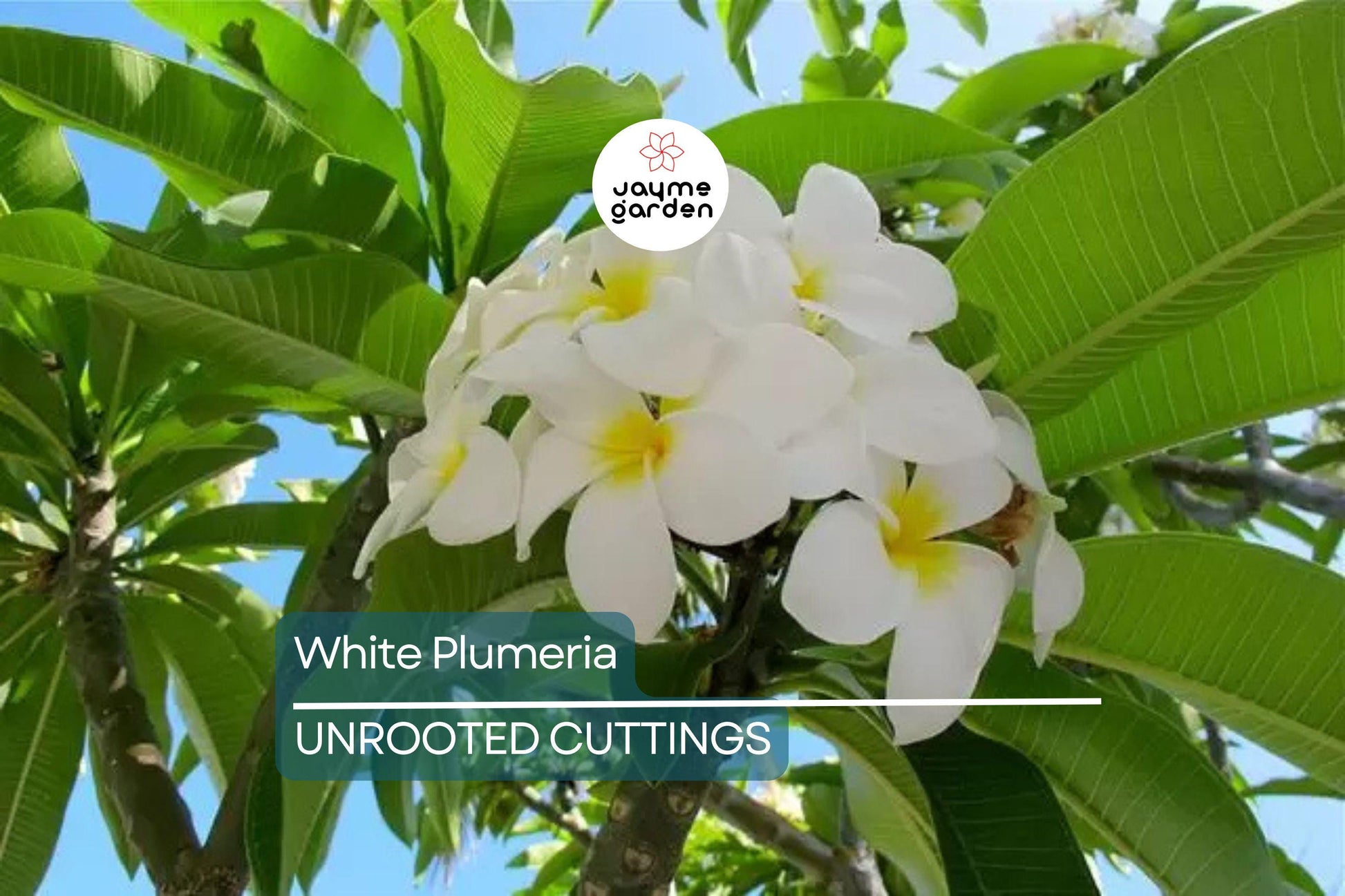 White Plumeria Tree Cutting 6-8" - Fresh Hawaiian Frangipani Plant for Garden & Home