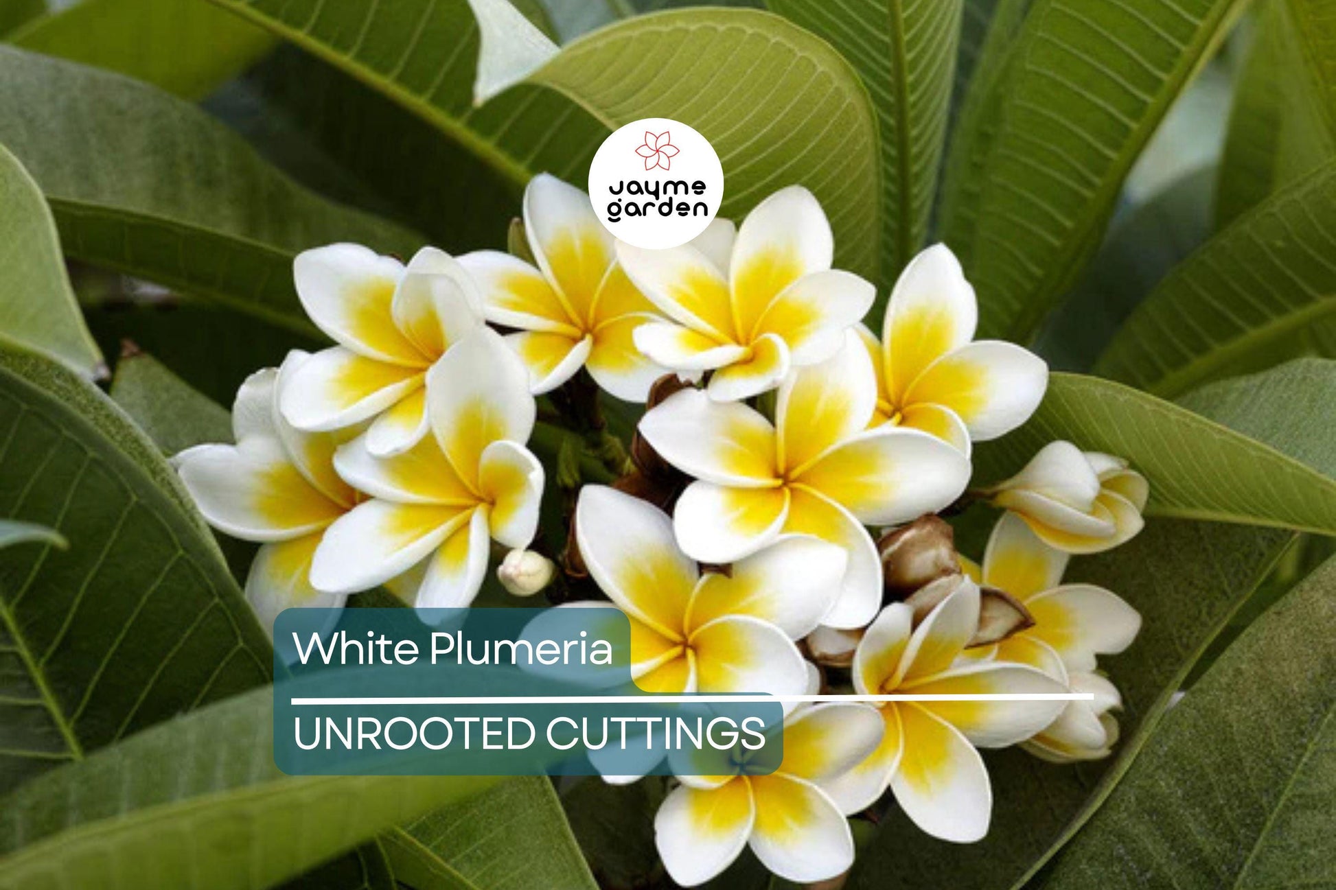 White Plumeria Tree Cutting 6-8" - Fresh Hawaiian Frangipani Plant for Garden & Home