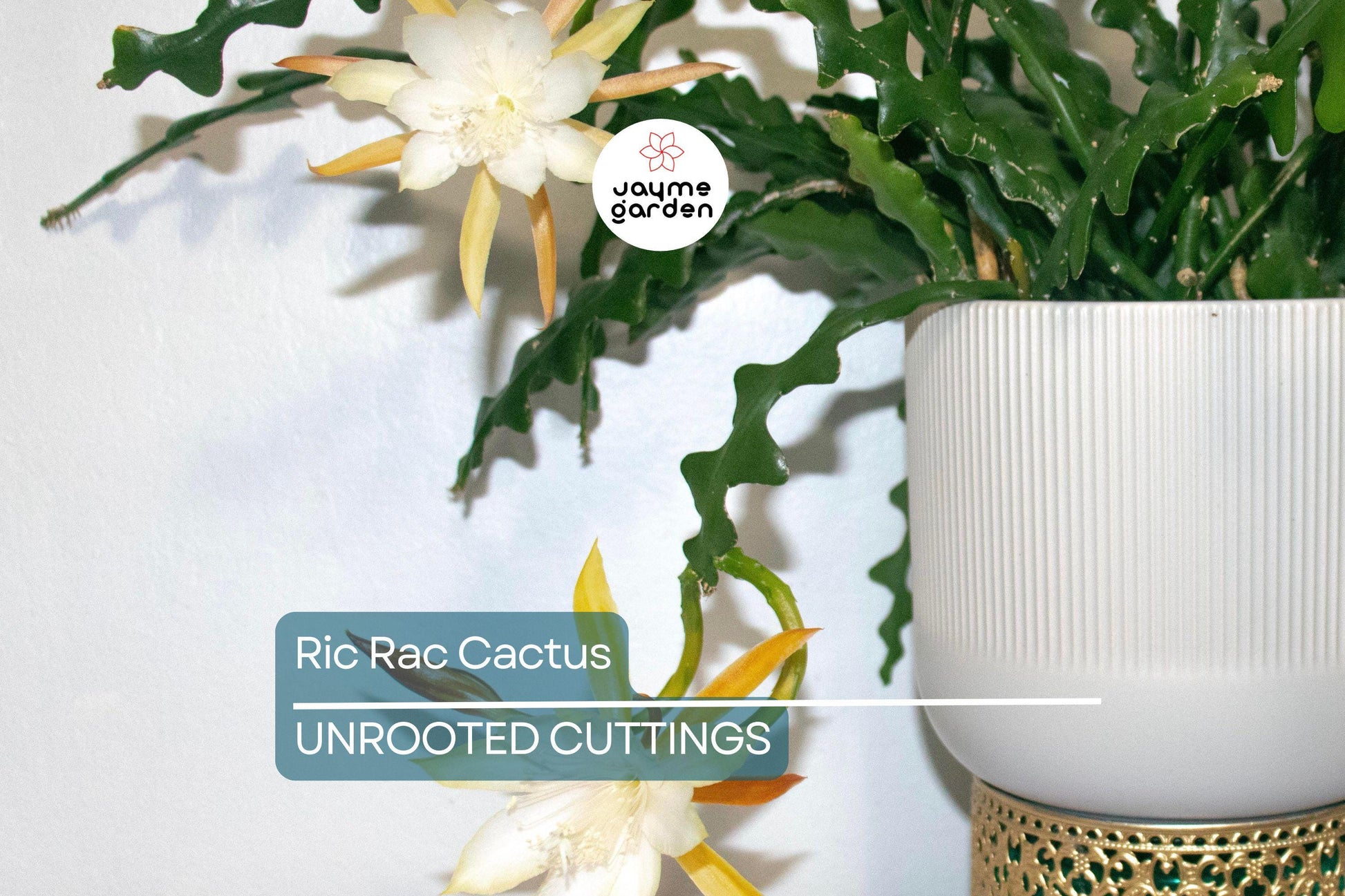 2 Ric Rac Cactus Cuttings – 5-6” Each, Fishbone Cactus (Epiphyllum anguliger) Easy to Root, Unique Zig Zag Indoor/Outdoor Plant