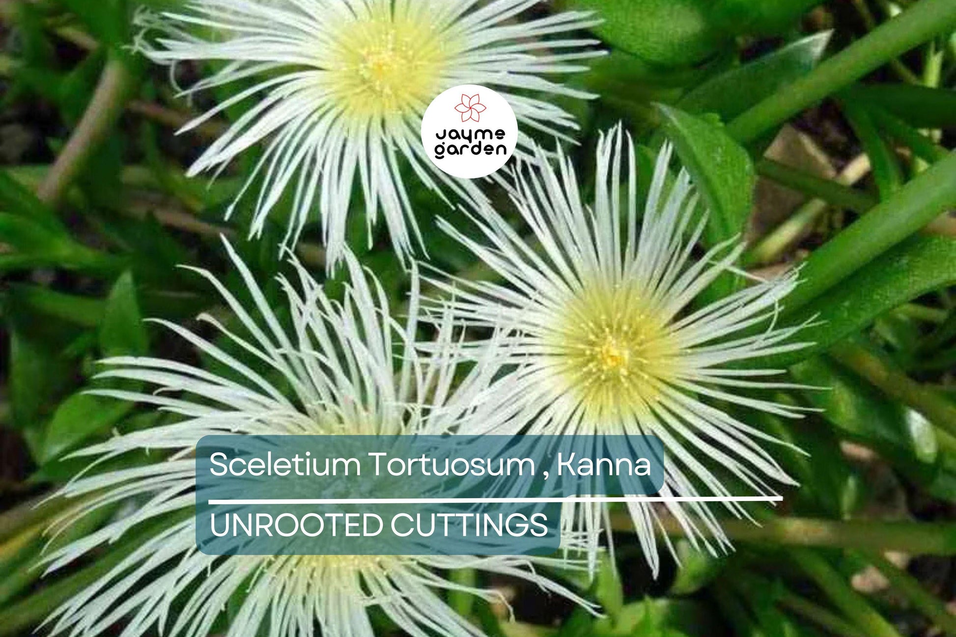 Sceletium Tortuosum Kanna - 7 Unrooted Cuttings, Edible, Air-Purifying, Medium Sunlight, Winter Bloomer, Indoor/Outdoor Gardening