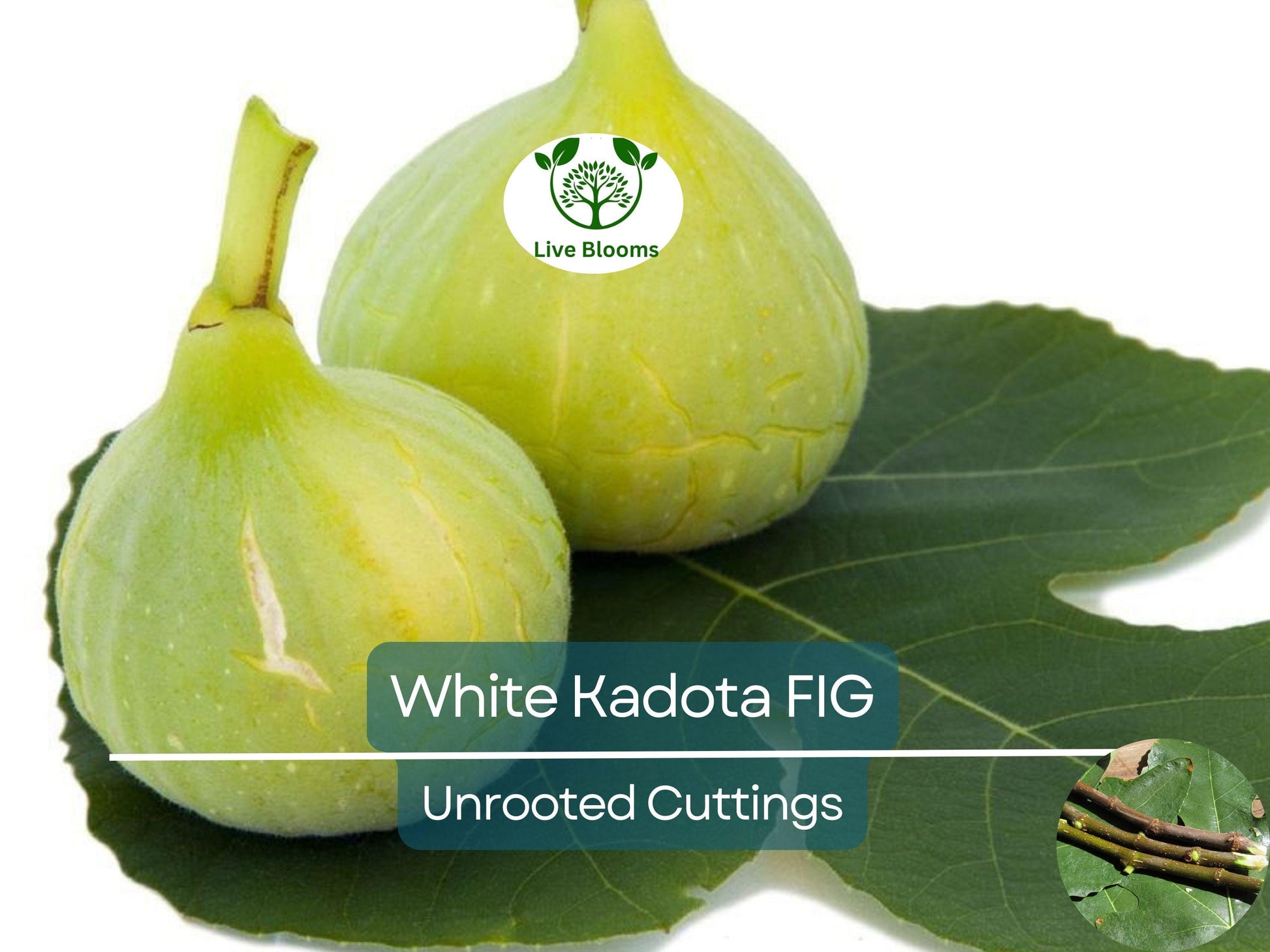 3 White Kadota Fig Cuttings 6" Unrooted – Ficus carica, Sweet Fig Tree, Grafting, Fruit Tree, Rare, Fig Tree Cutting for Propagation