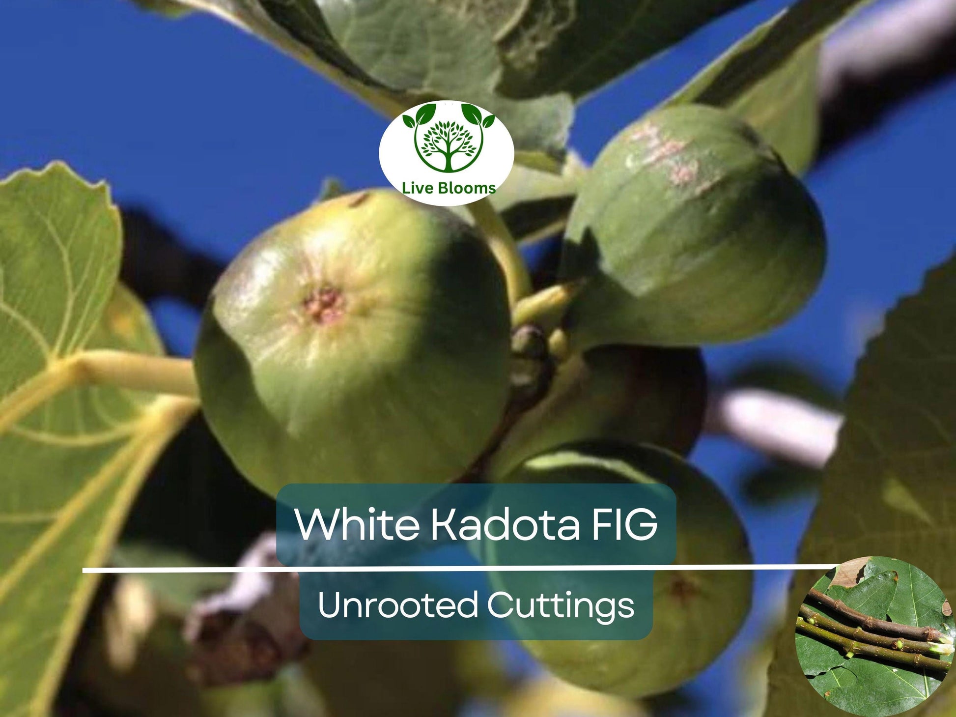 3 White Kadota Fig Cuttings 6" Unrooted – Ficus carica, Sweet Fig Tree, Grafting, Fruit Tree, Rare, Fig Tree Cutting for Propagation