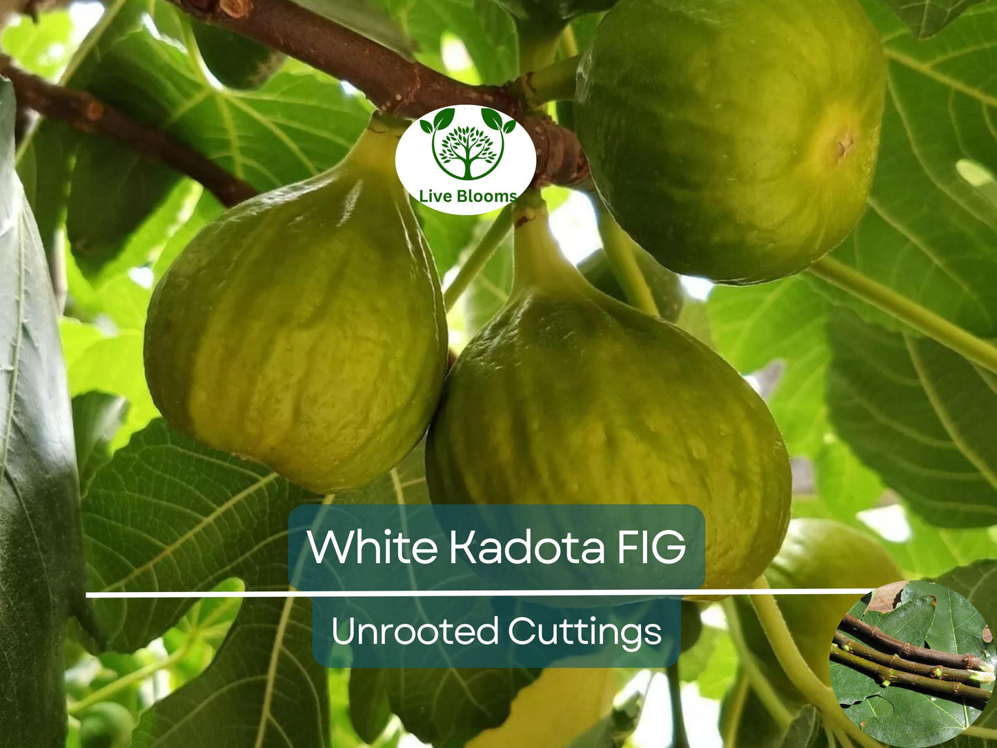 3 White Kadota Fig Cuttings 6" Unrooted – Ficus carica, Sweet Fig Tree, Grafting, Fruit Tree, Rare, Fig Tree Cutting for Propagation