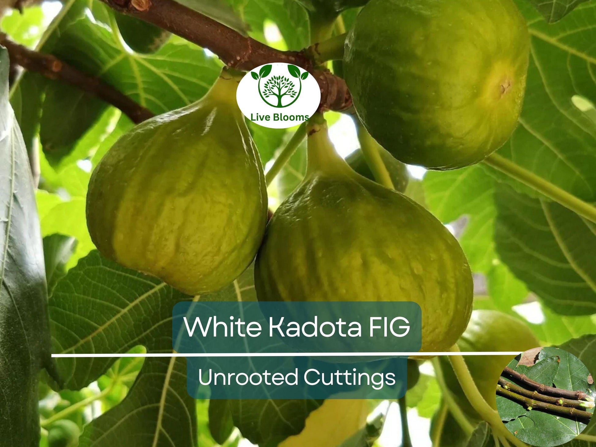 3 White Kadota Fig Cuttings 6" Unrooted – Ficus carica, Sweet Fig Tree, Grafting, Fruit Tree, Rare, Fig Tree Cutting for Propagation