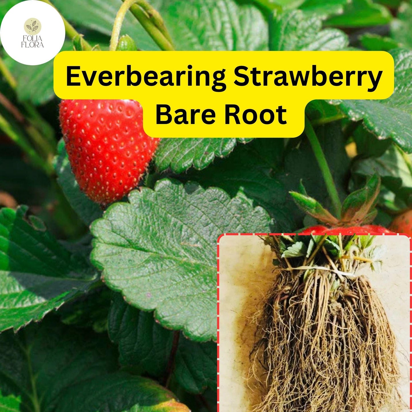 Everbearing Strawberry Bare Root Plants | Live Garden Outdoor Fruit | Sweet, Juicy, Continuous Harvest