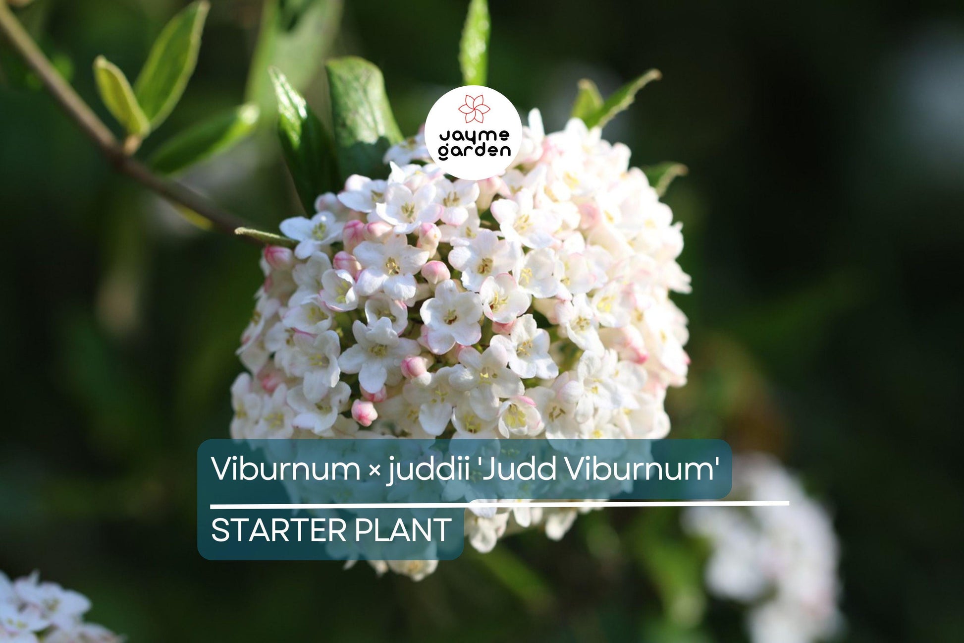 12-18" Judd Viburnum Shrub (Viburnum × juddii) - Fragrant Flowers, Colorful Foliage - Live Deciduous Plant for Zones 4-8