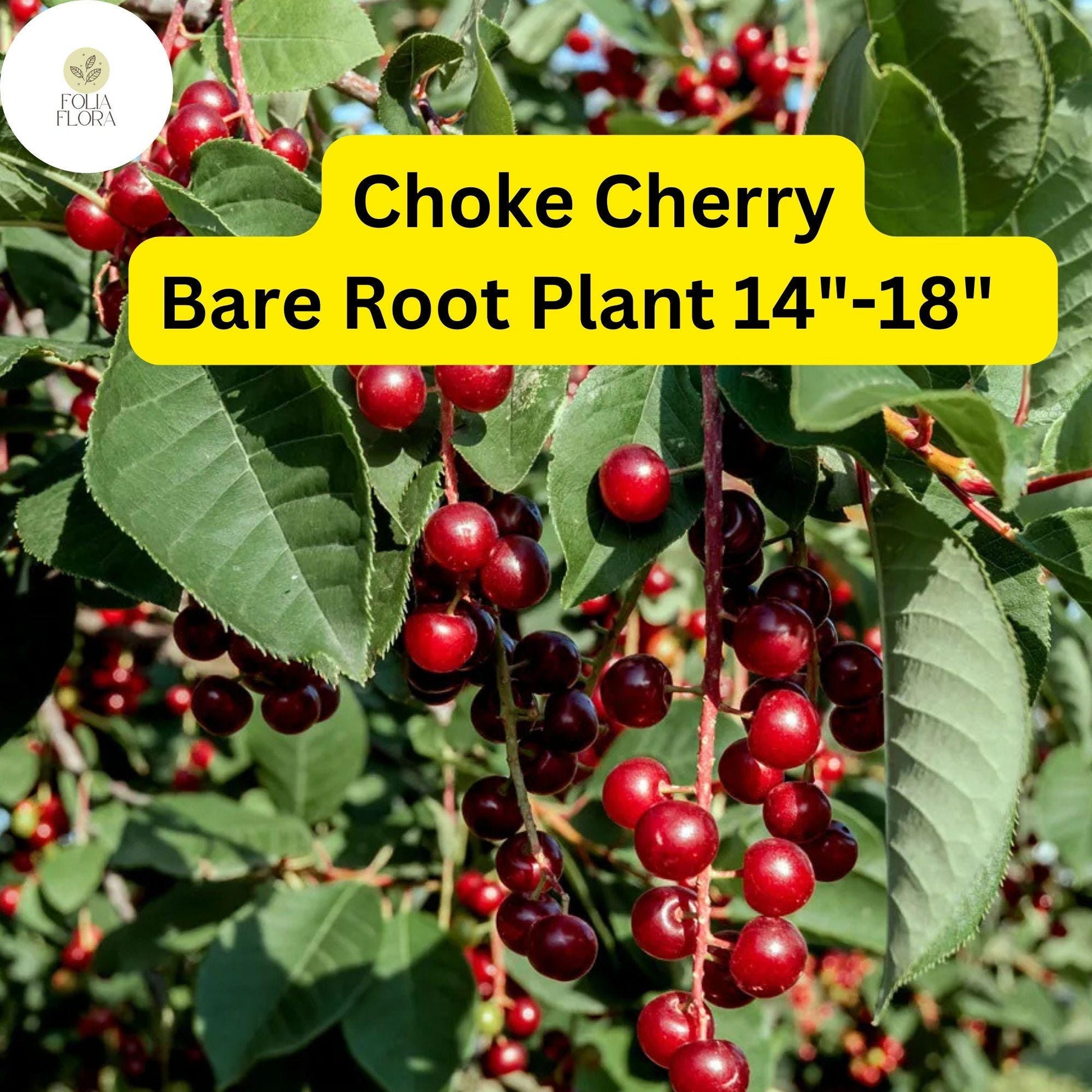 Choke Cherry Tree - Prunus virginiana - Live Bare Root Plant for Gardens 14"-18"