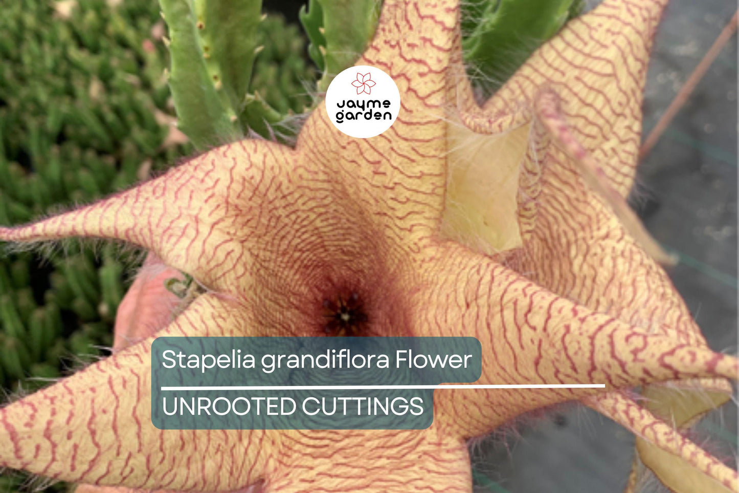Stapelia Grandiflora Carrion Plant | 2 Starfish Plant Cuttings 6"-8" | Rare Succulent with Stunning Star-Shaped Flowers