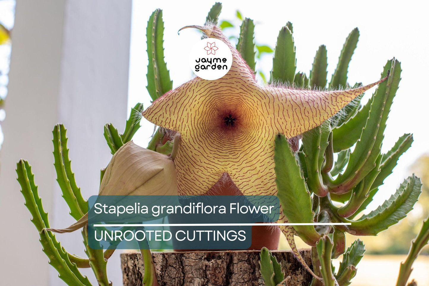 Stapelia Grandiflora Carrion Plant | 2 Starfish Plant Cuttings 6"-8" | Rare Succulent with Stunning Star-Shaped Flowers
