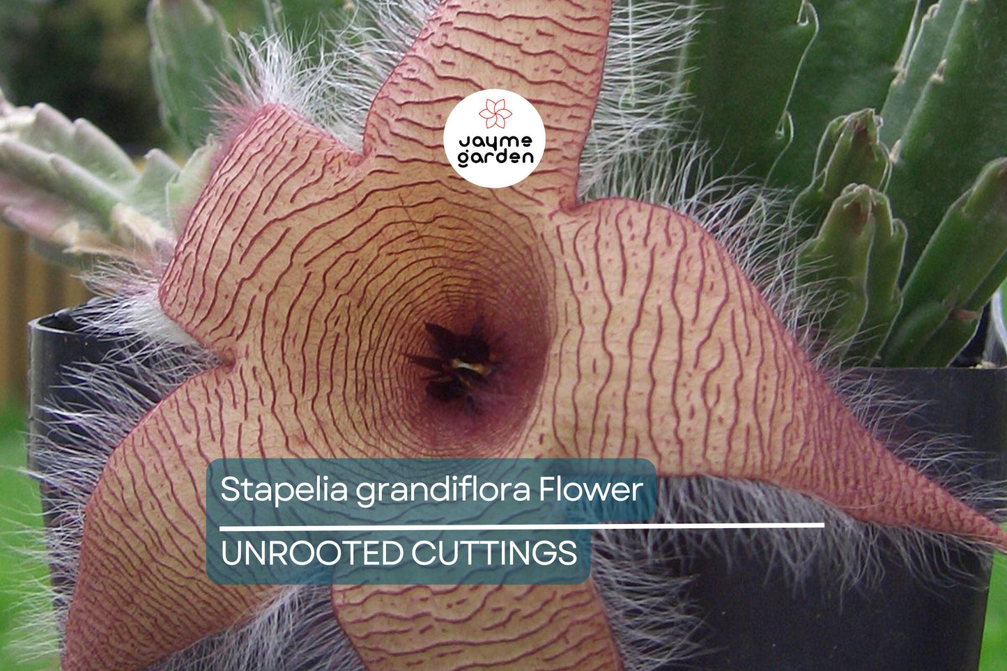 Stapelia Grandiflora Carrion Plant | 2 Starfish Plant Cuttings 6"-8" | Rare Succulent with Stunning Star-Shaped Flowers