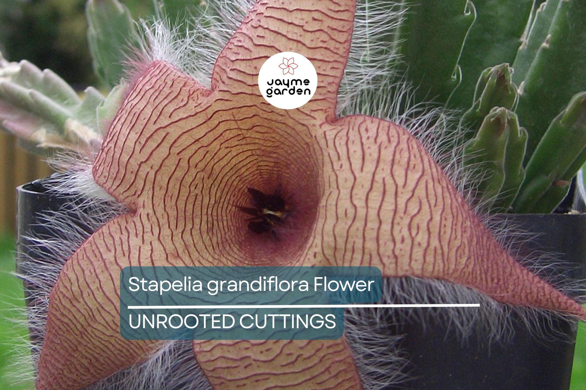 Stapelia Grandiflora Carrion Plant | 2 Starfish Plant Cuttings 6"-8" | Rare Succulent with Stunning Star-Shaped Flowers