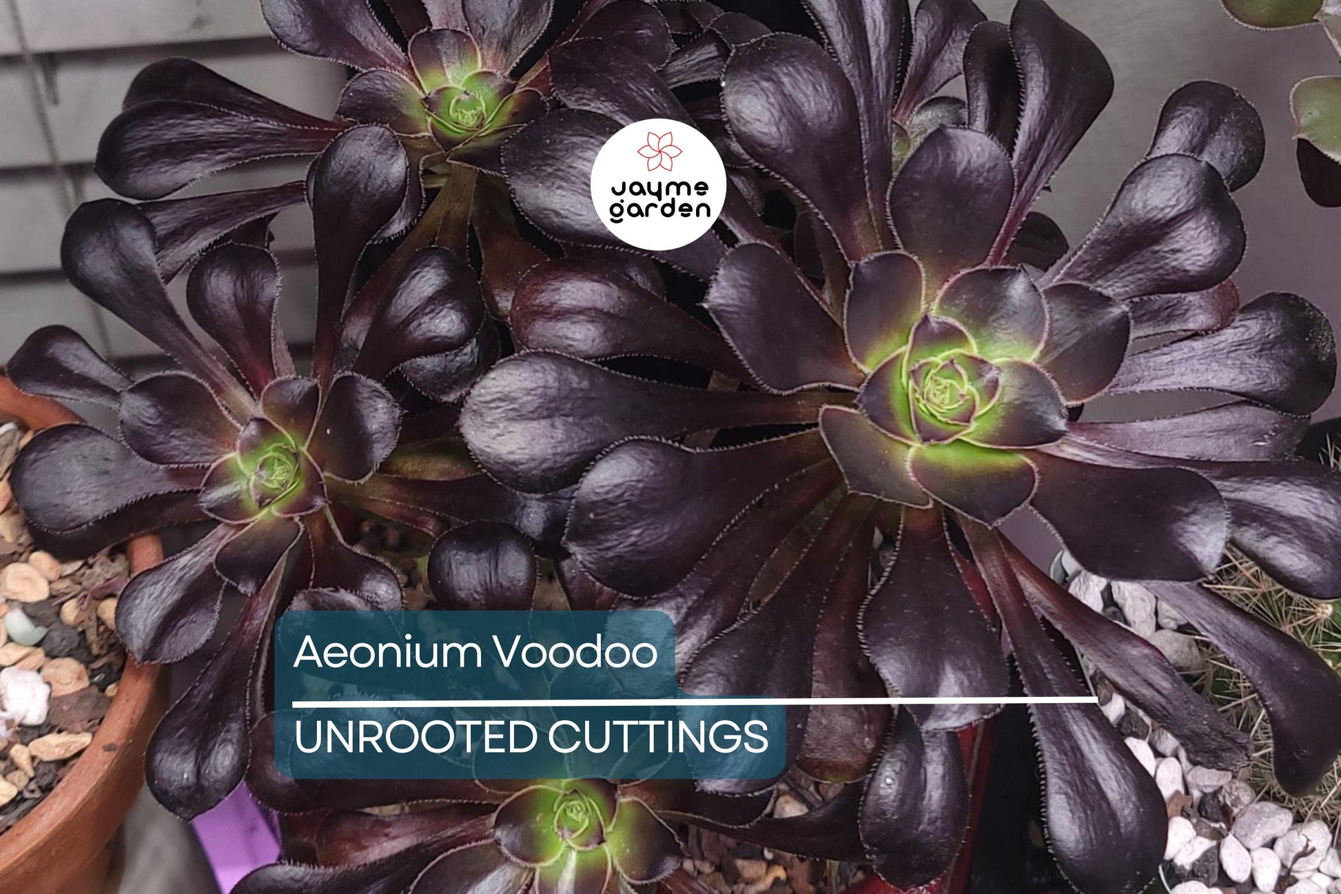 Aeonium ‘Voodoo’ Cutting | Rare Succulent with Deep Purple Rosettes | Easy to Grow