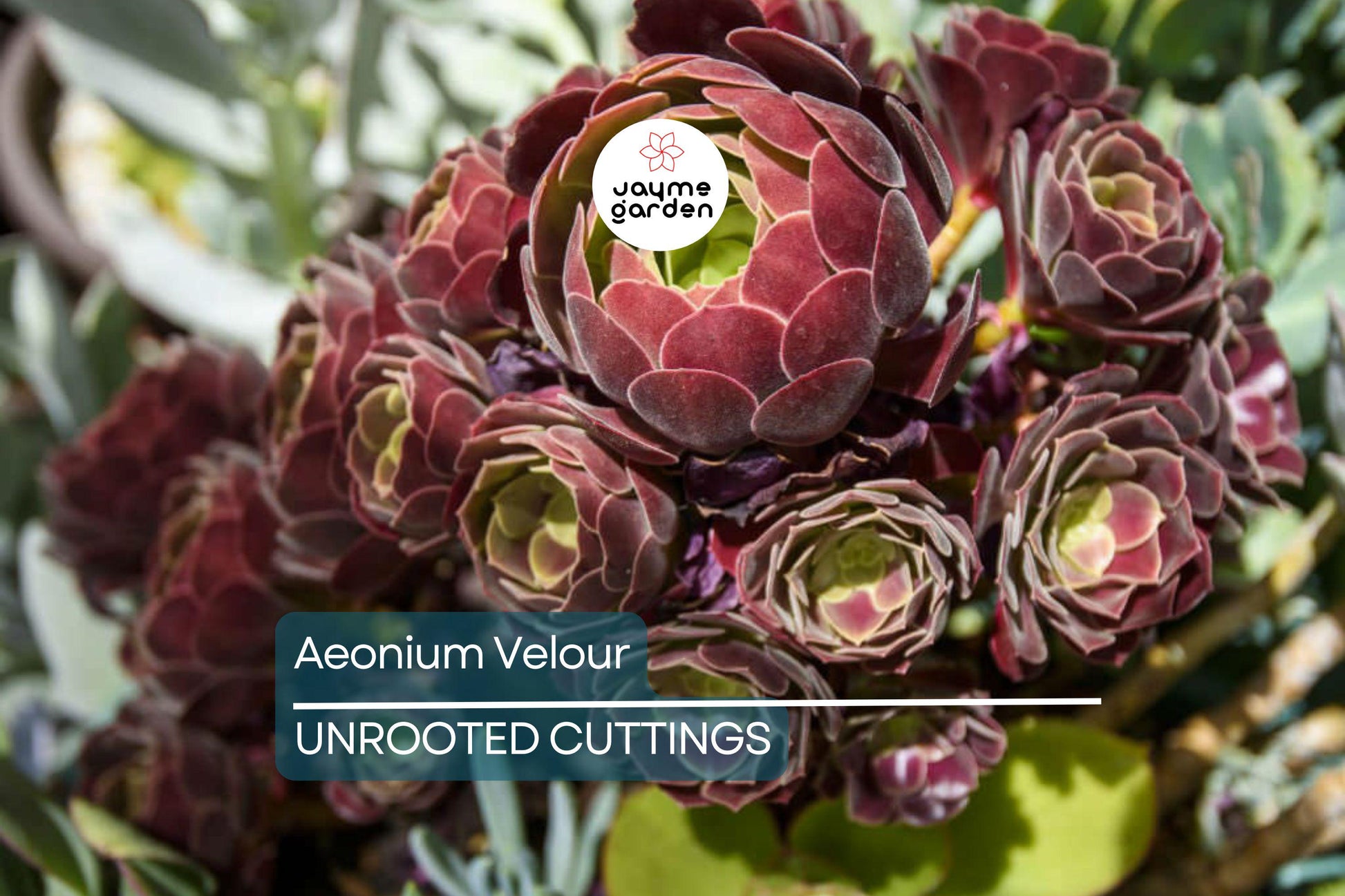 Aeonium Velour Cutting – 3" Head Diameter – Fresh Succulent Cutting for Propagation